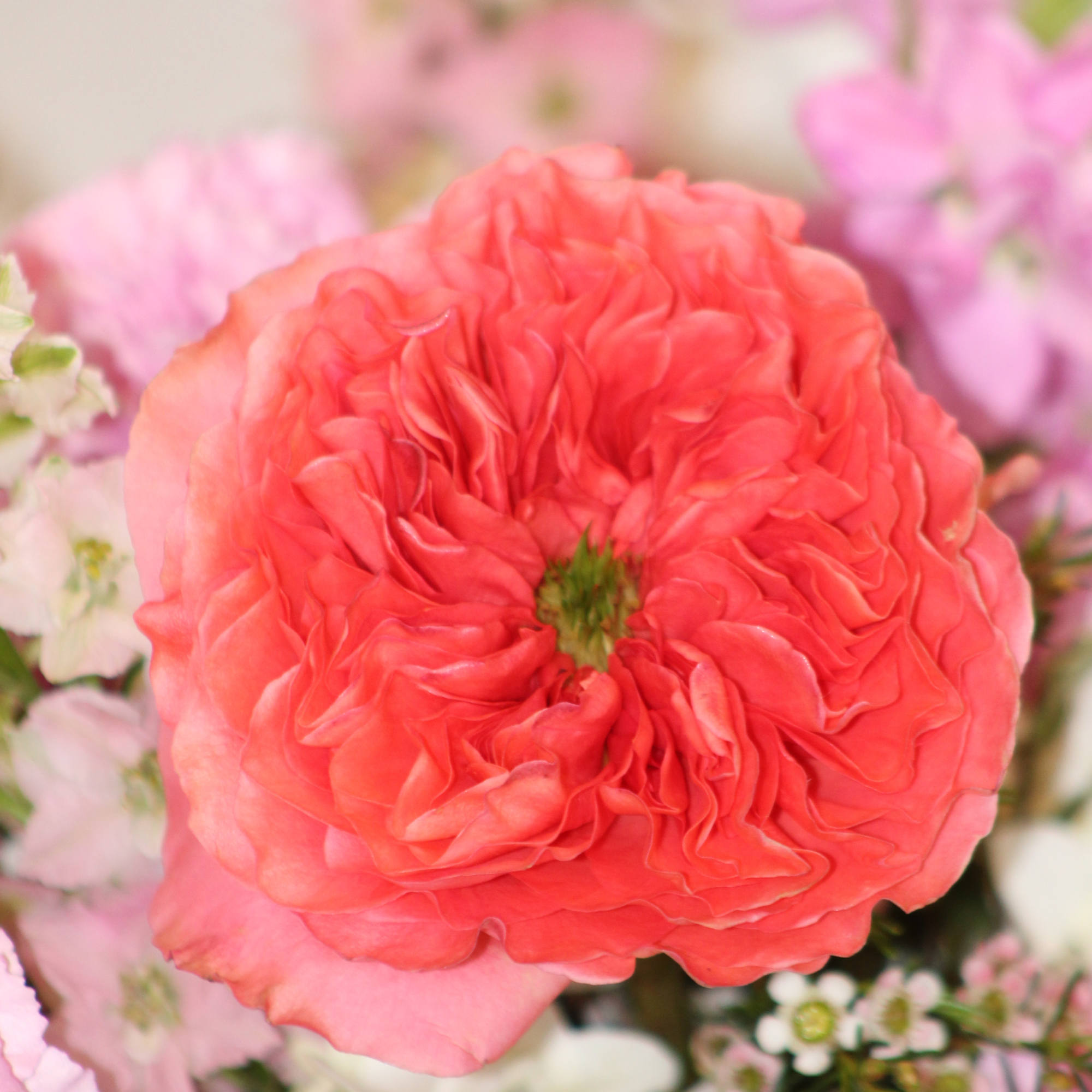 Coral-pink rose centered among soft pink and white flowers