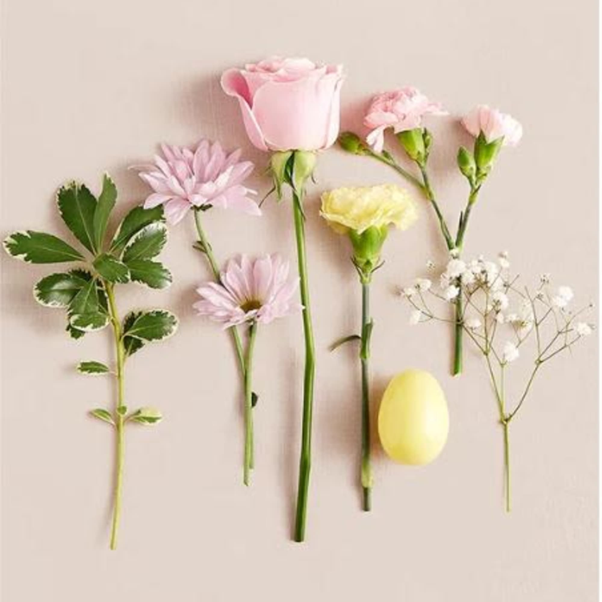  Pet Friendly?
No This arrangement contains daisies and chrysanthemums, which are toxic