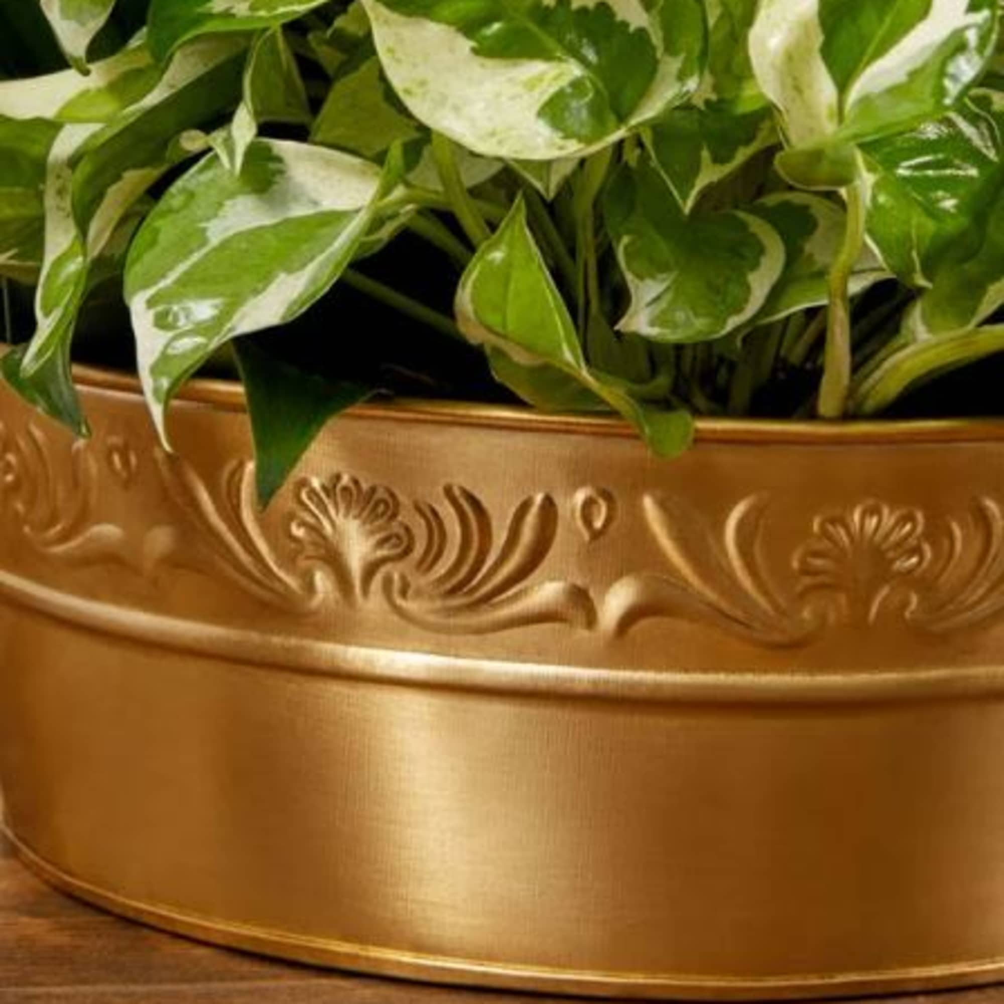  Pet Friendly?
No The Peace Lily and Dieffenbachia contain insoluble calcium oxalates