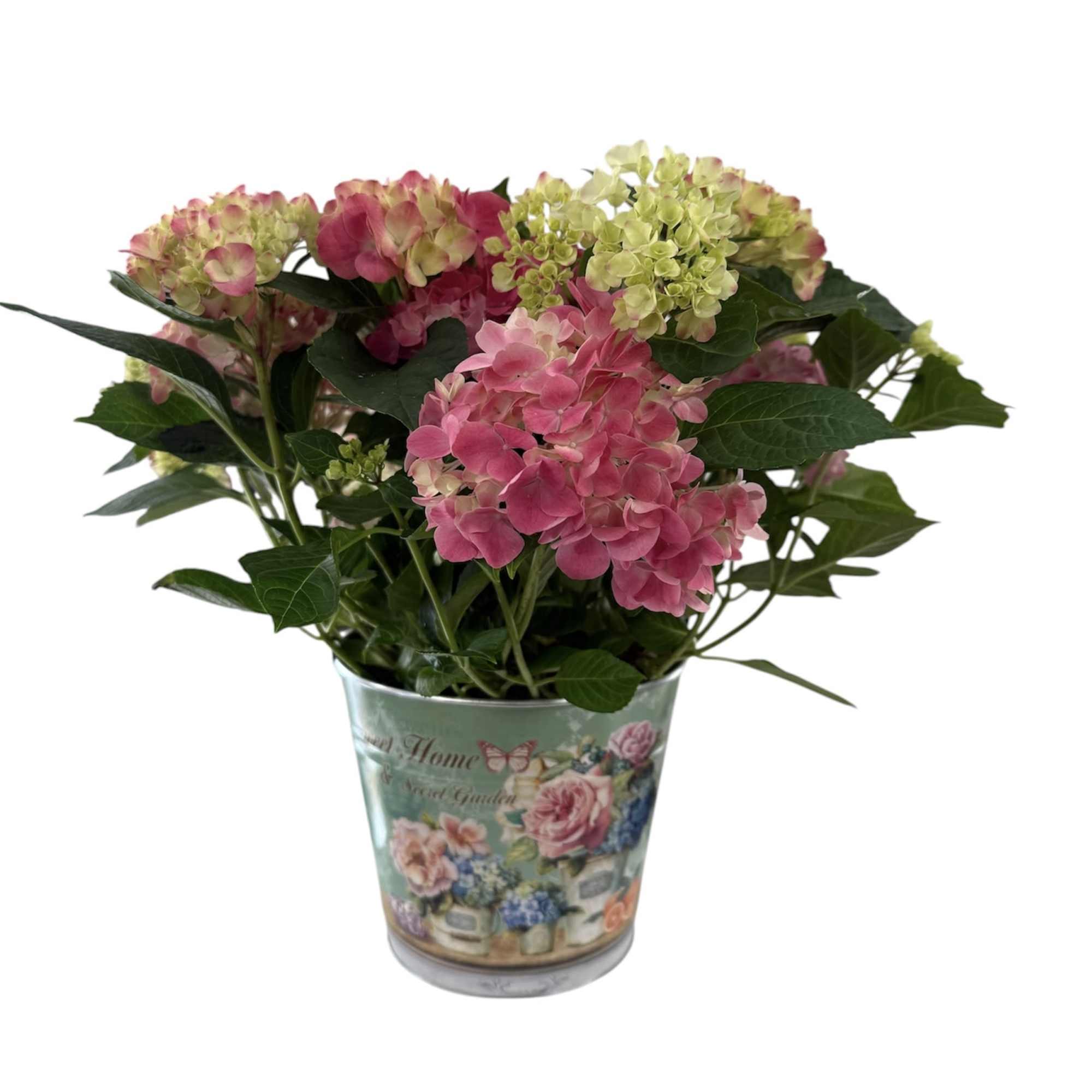 The hydrangea is a beautiful plant...and I can tell from the past