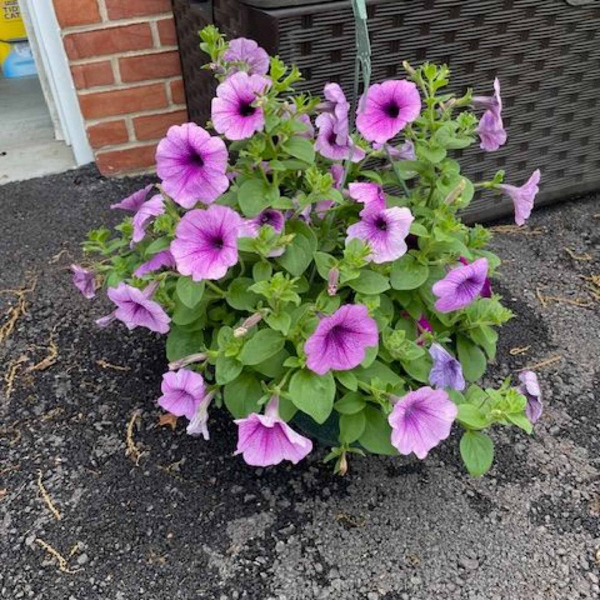 Hanging basket combination of annuals beautiful and overflowing with colors that will