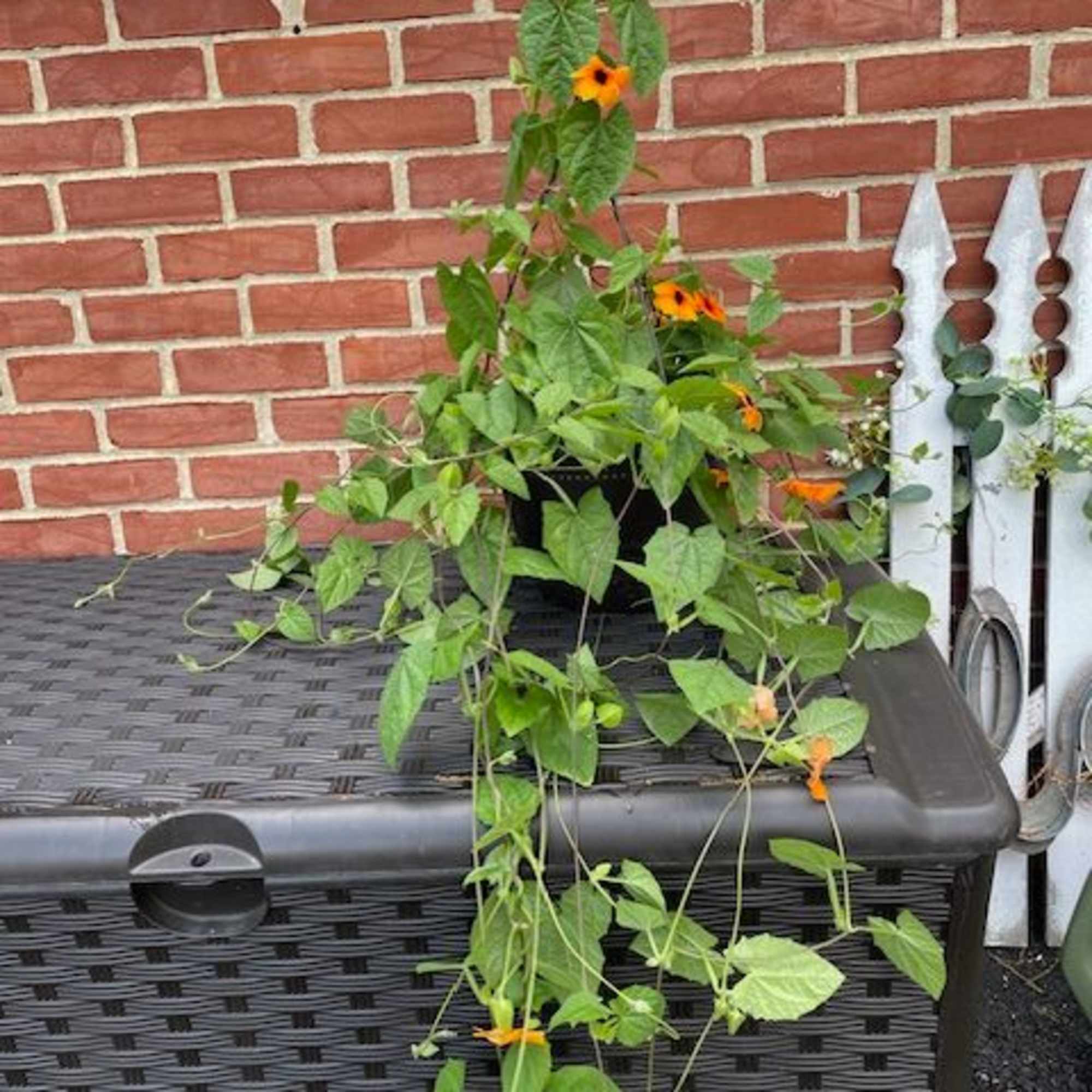 Hanging basket combination of annuals beautiful and overflowing with colors that will