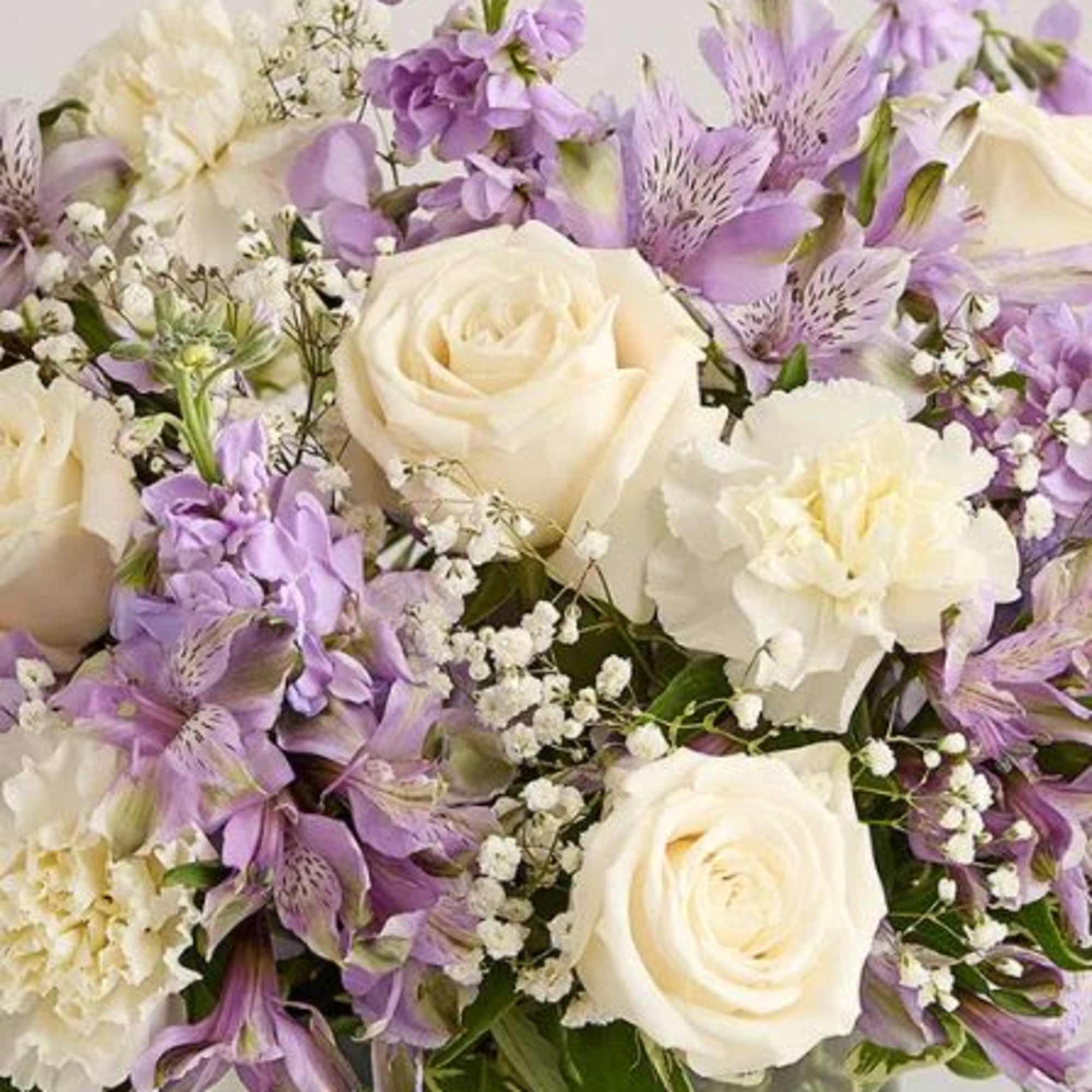  Pet Friendly?
Use Caution

Exact blooms unknown; keep out of reach of curious
