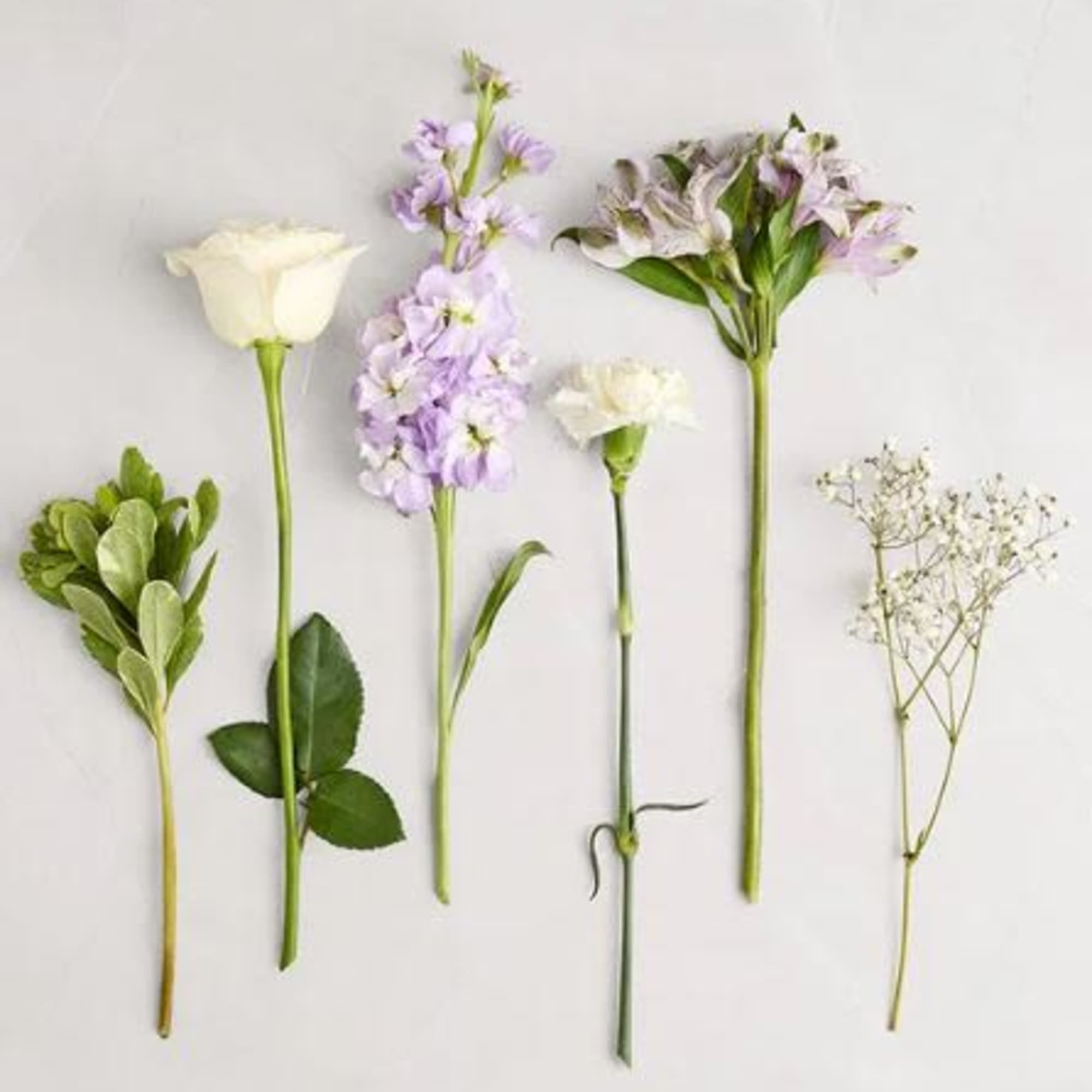  Pet Friendly?
Use Caution

Exact blooms unknown; keep out of reach of curious