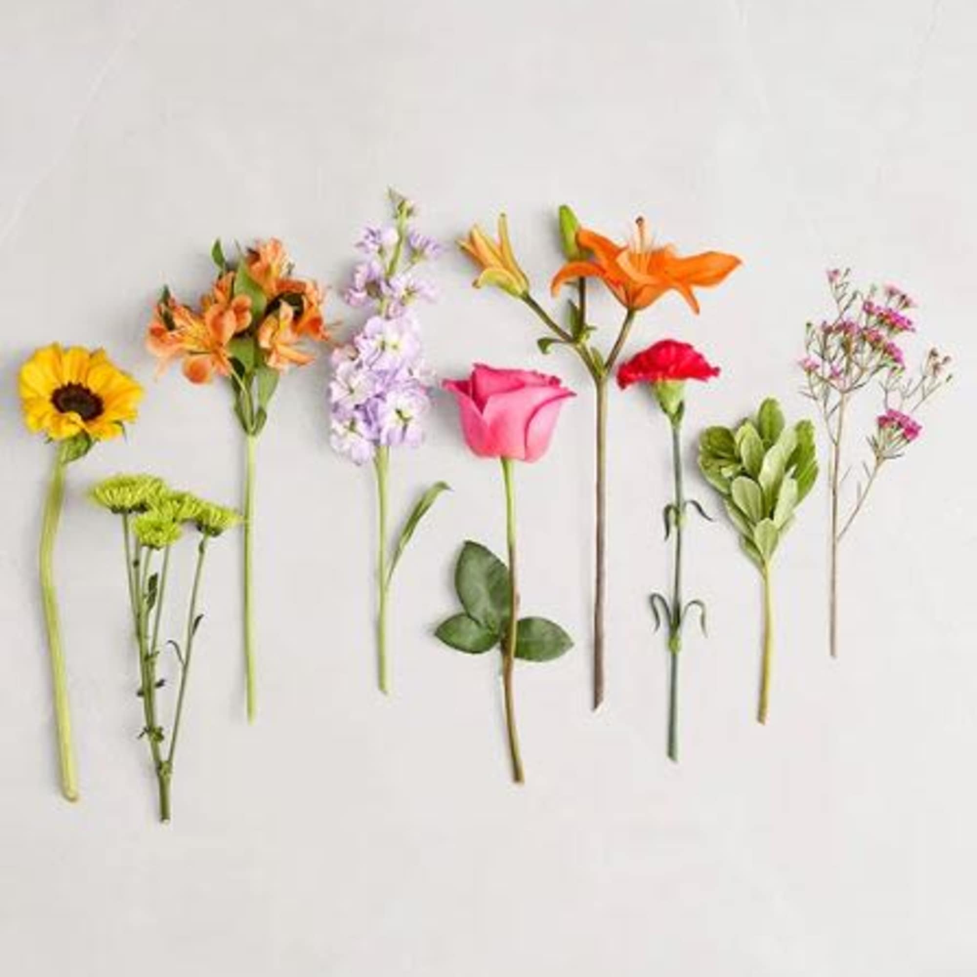  Pet Friendly?
Yes. Roses, carnations, and alstroemeria are generally considered non-toxic to