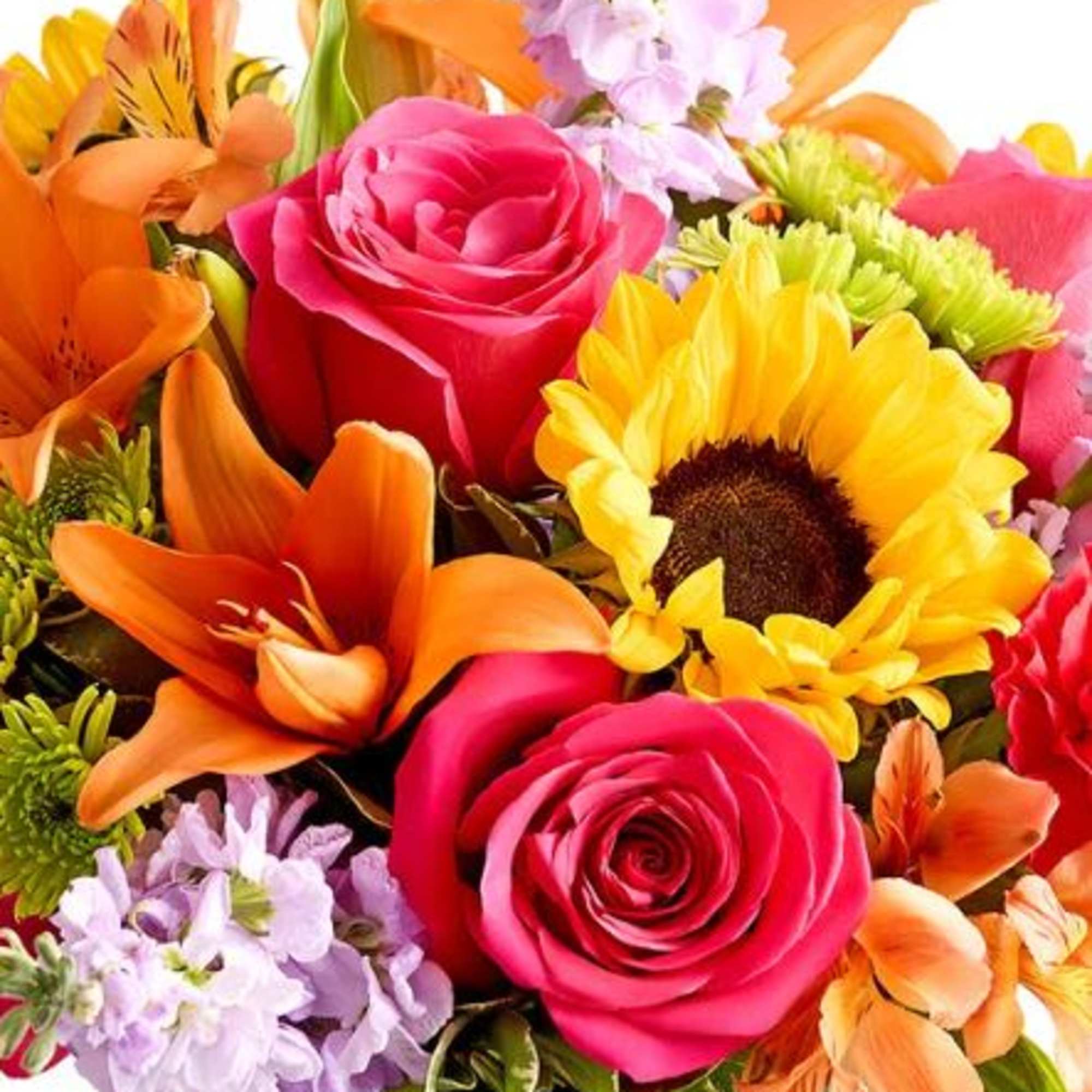  Pet Friendly?
Yes. Roses, carnations, and alstroemeria are generally considered non-toxic to