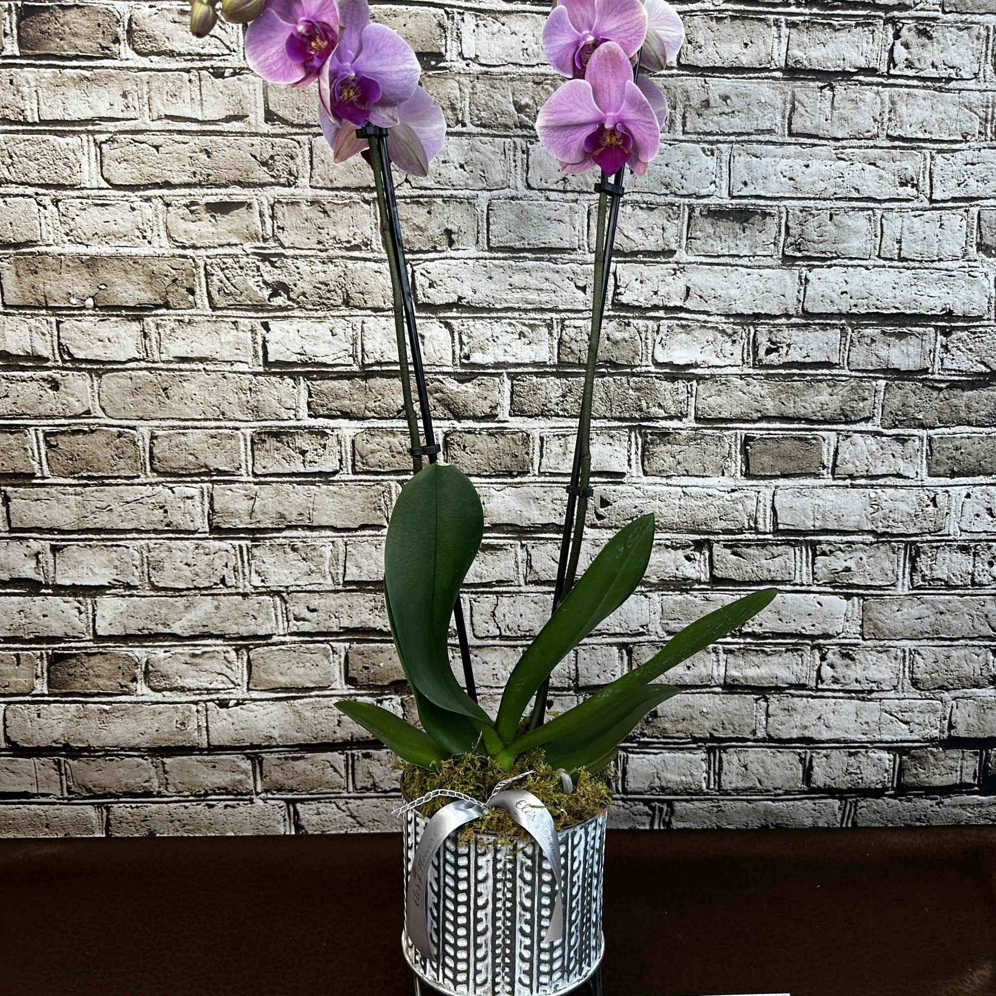 Potted pink orchid plant in a decorative metal container