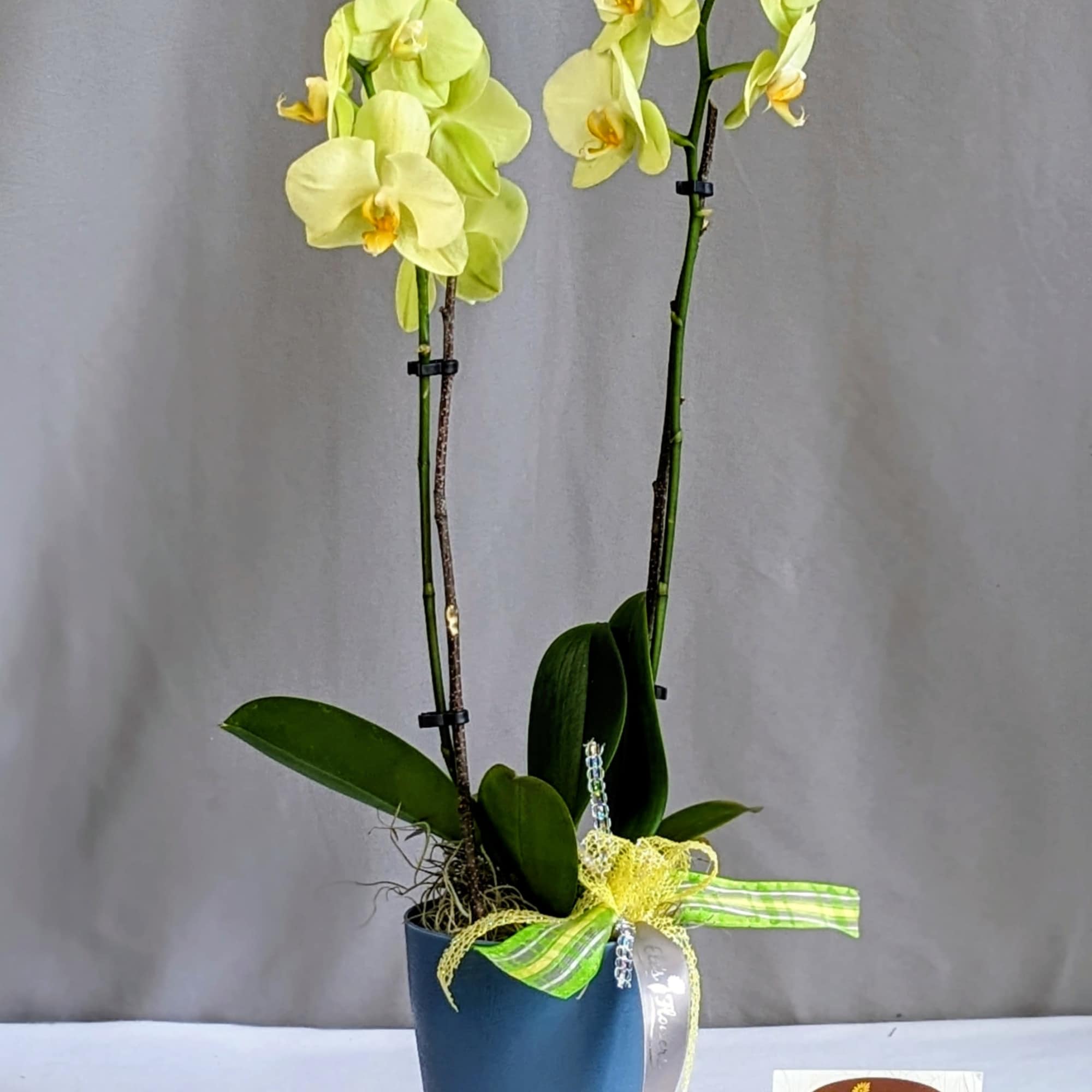 Delightful orchid features double stems of long-lasting blooms in lime green/yellow that