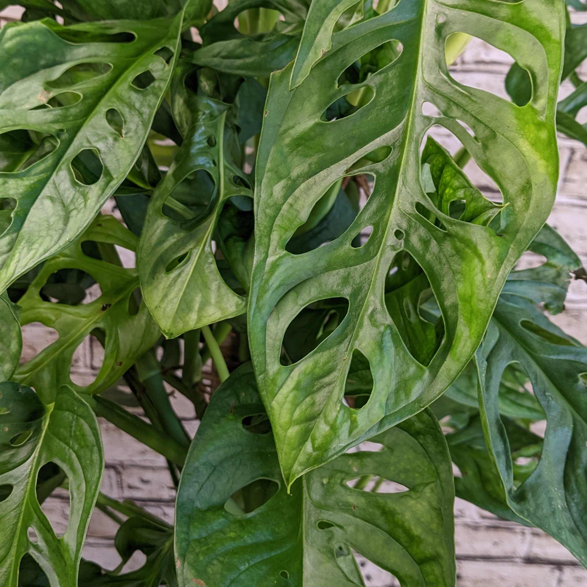 Close-up of a green Monstera adansonii plant with perforated leaves