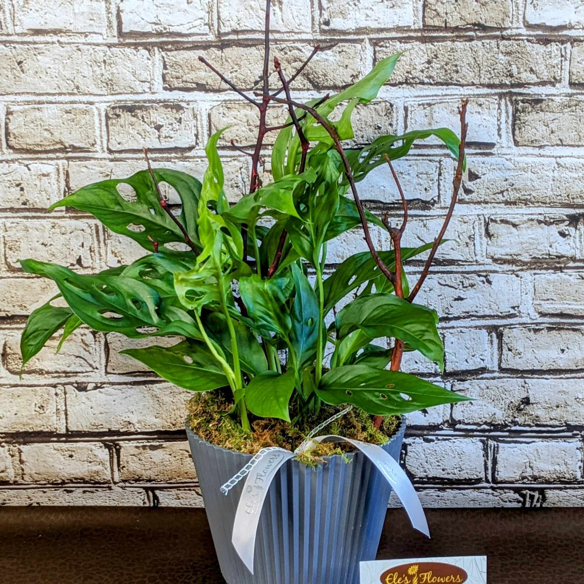 Potted green houseplant with perforated leaves in a ribbed gray container