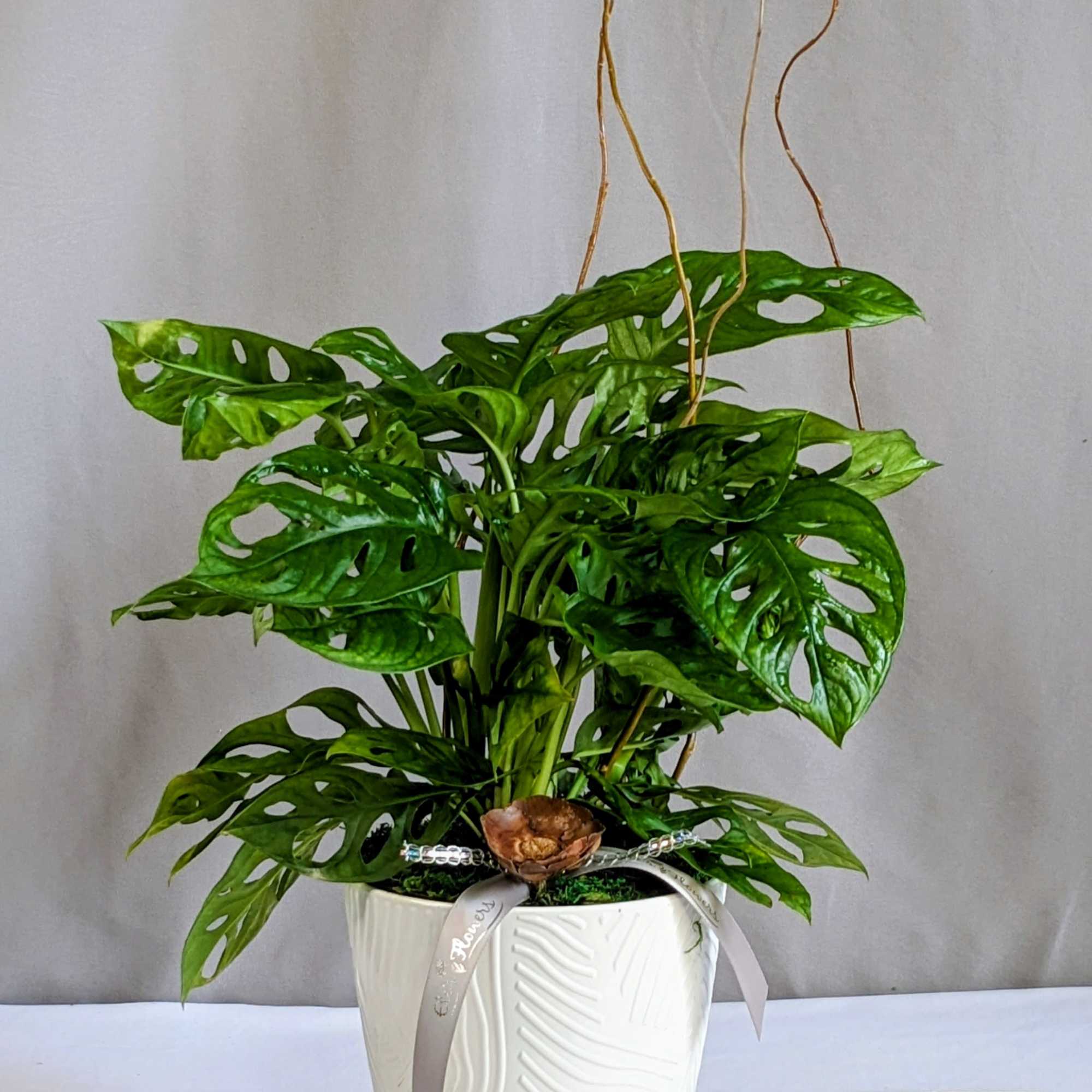 The Swiss Cheese Plant is a striking tropical houseplant known for its