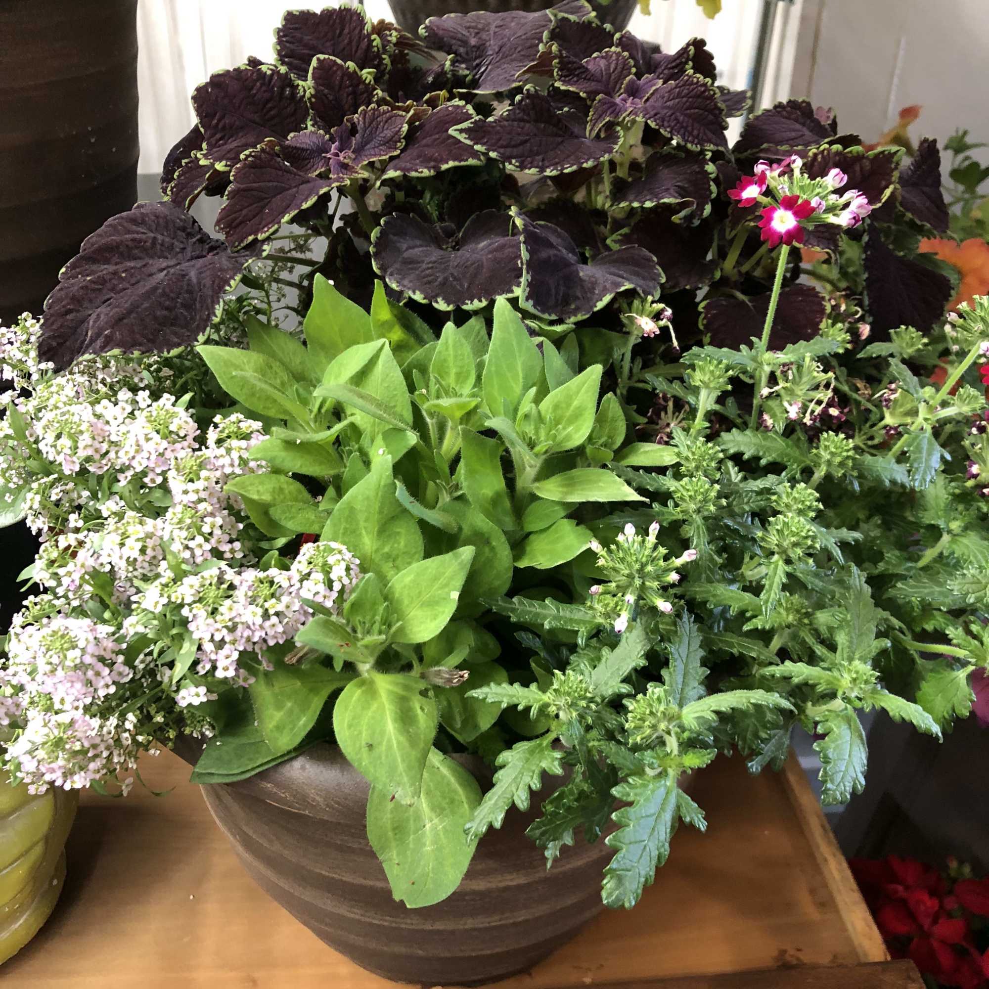 Mixed potted plants with purple and green foliage and small pink-white flowers