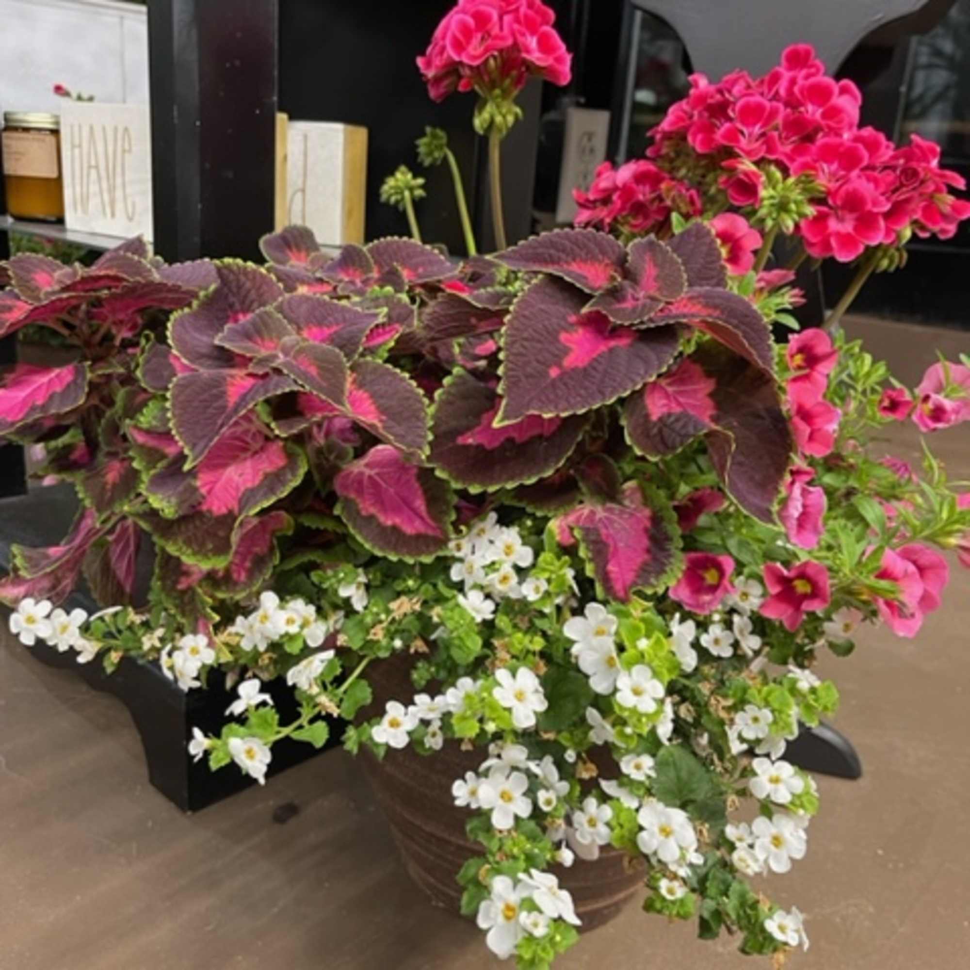 Potted arrangement with pink flowers, dark foliage, and small white blooms