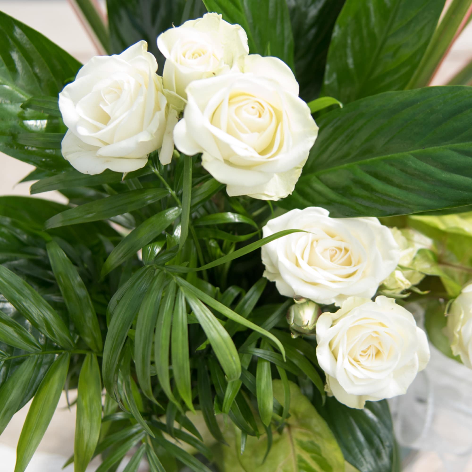 White roses arranged with broad green foliage