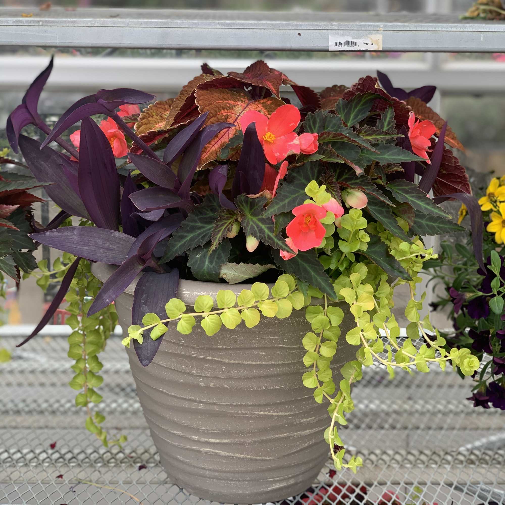 Potted mixed plant arrangement with bright pink blooms and trailing lime foliage