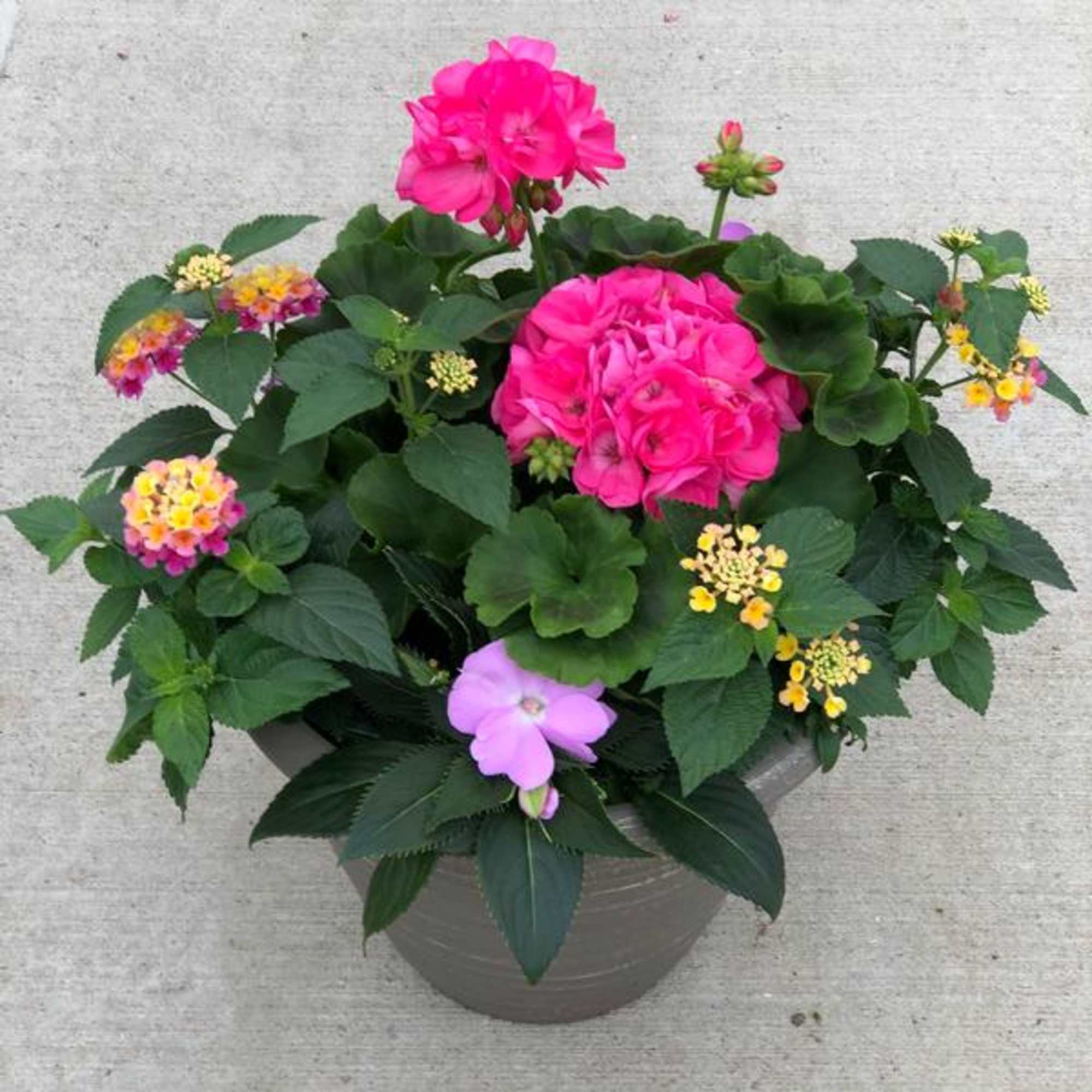 Potted arrangement with bright pink blooms and small multicolored flowers