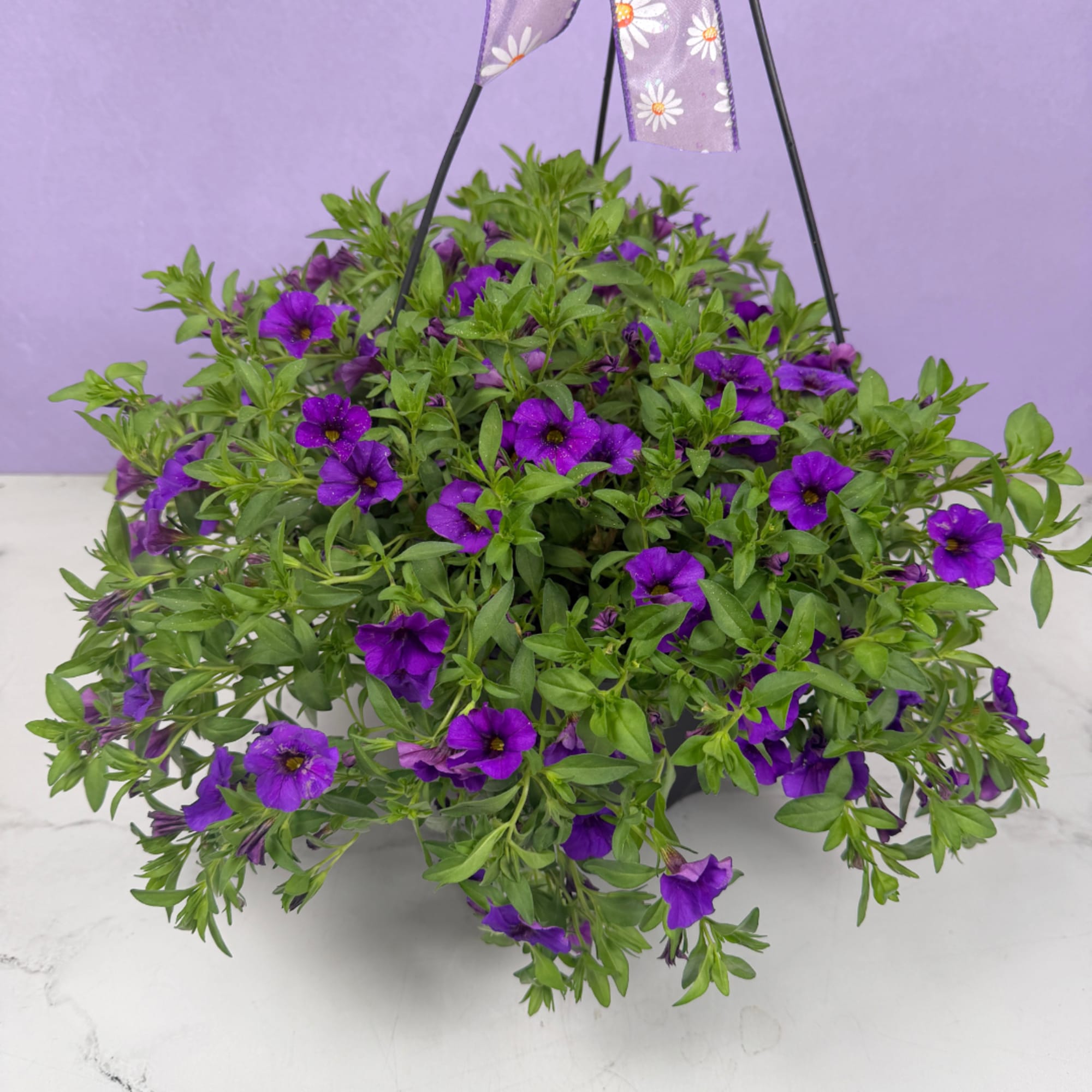 MAY DAY SALE! Celebrate May Day with this flash deal and send