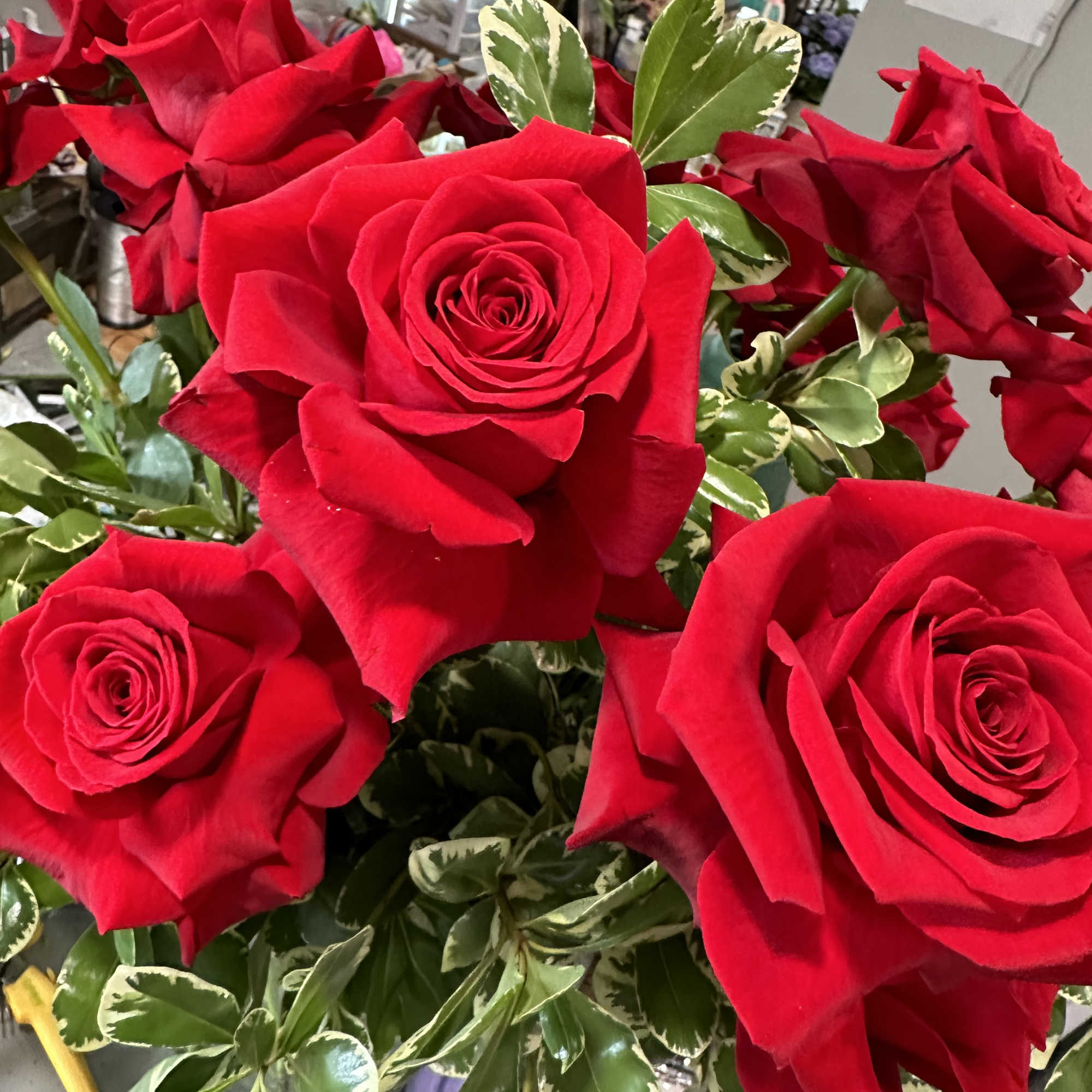 Bouquet of red roses with variegated green leaves