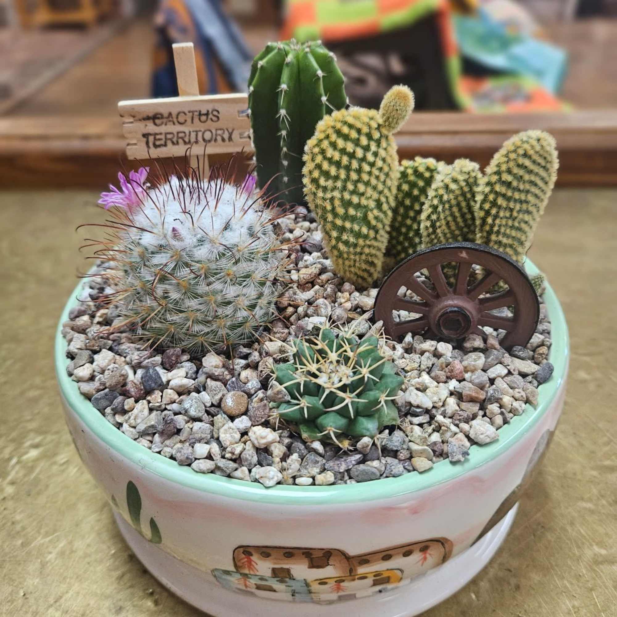 Potted cactus arrangement in a decorative ceramic bowl with gravel
