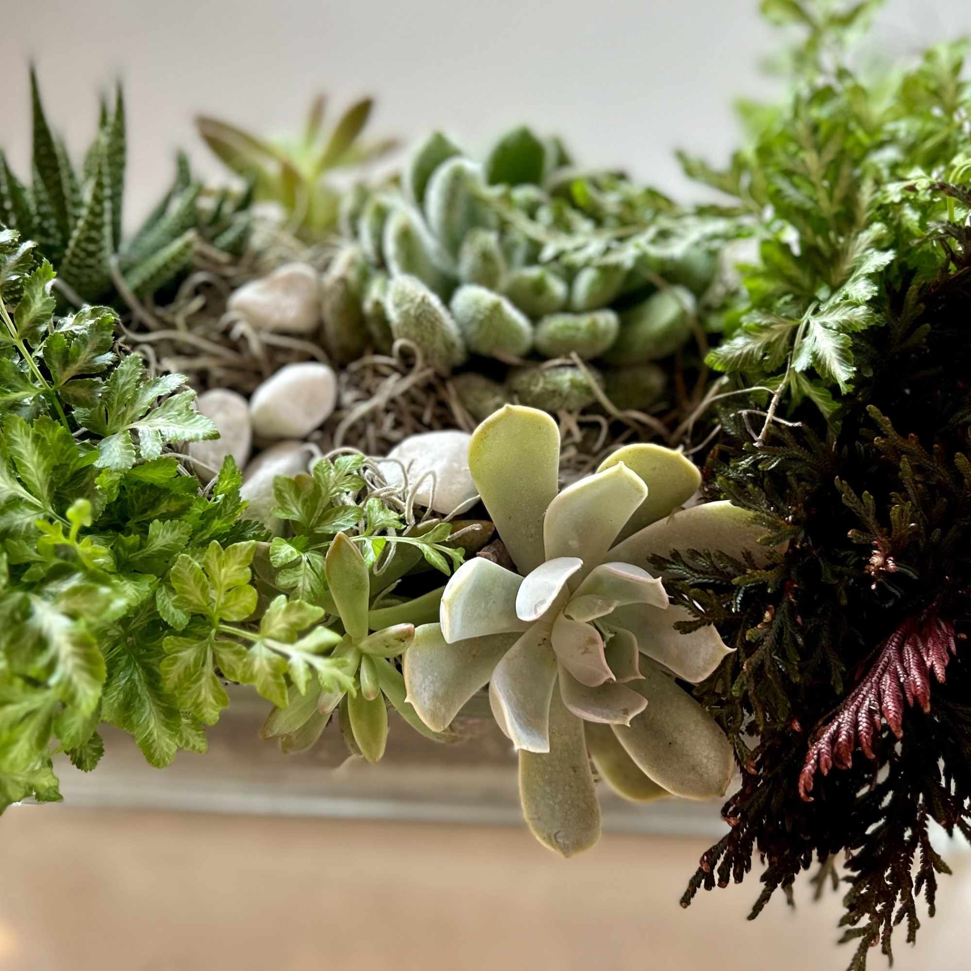 Succulent arrangement in a shallow rectangular planter with white stones