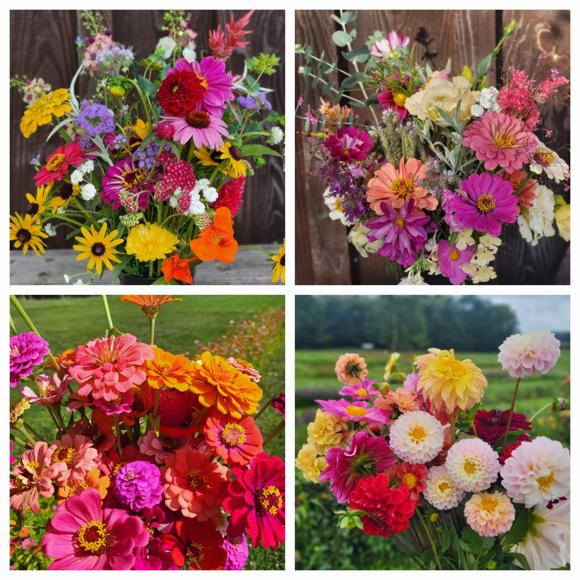 Four colorful bouquets of zinnia-like flowers in bright mixed colors