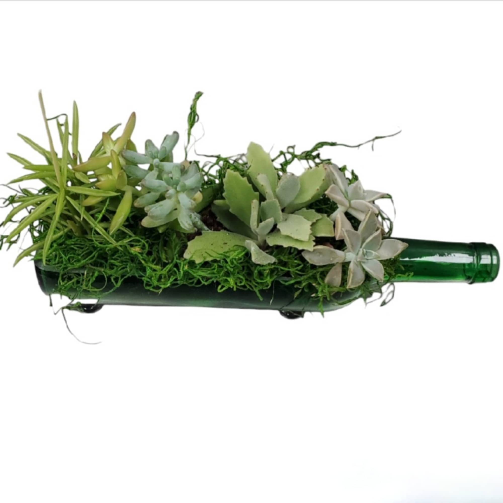 Wine Bottle Succulent Arrangement
a beautiful wine bottle as a unique planter for