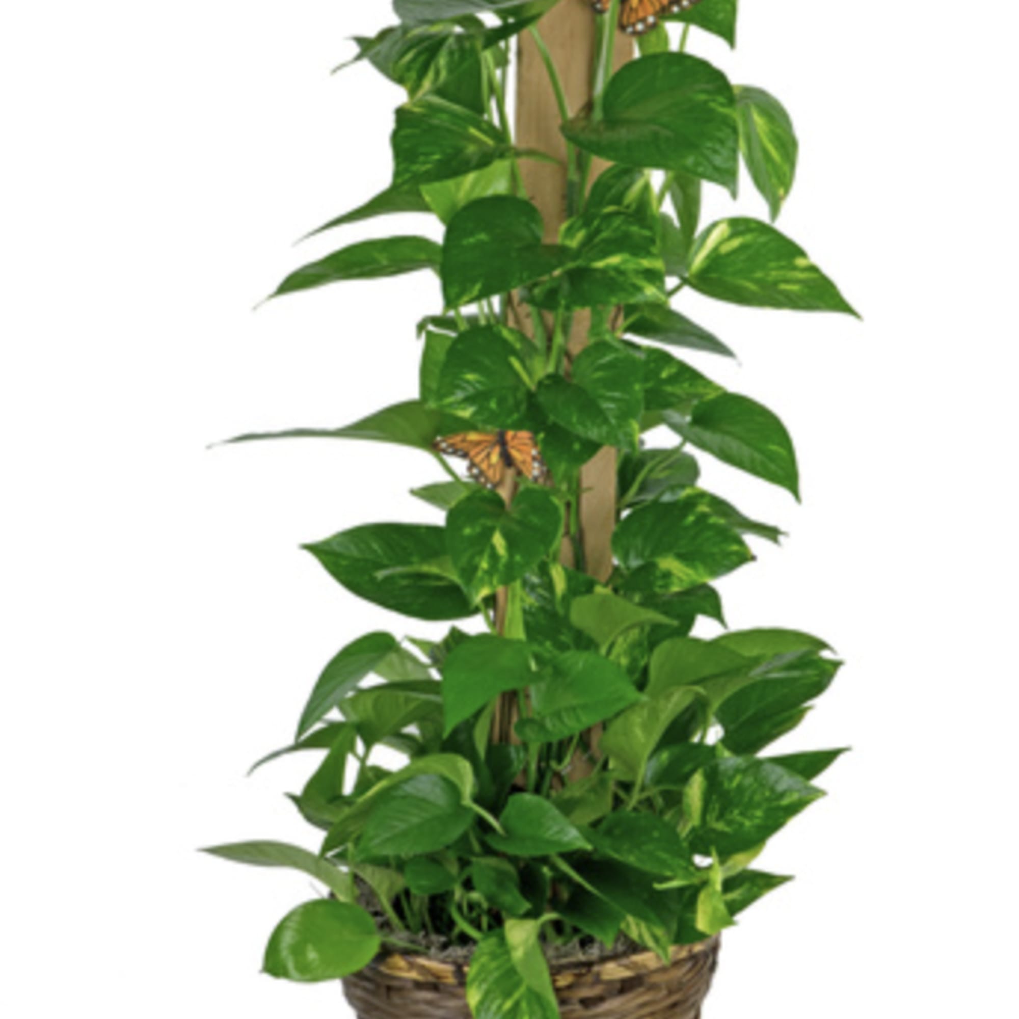 Potted trailing green plant in a woven basket with butterfly accents