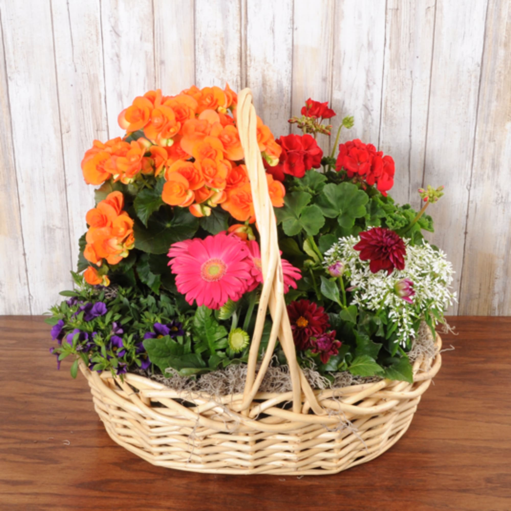 Basket of mixed blooming plants with bright orange, red, pink, and white flowers.