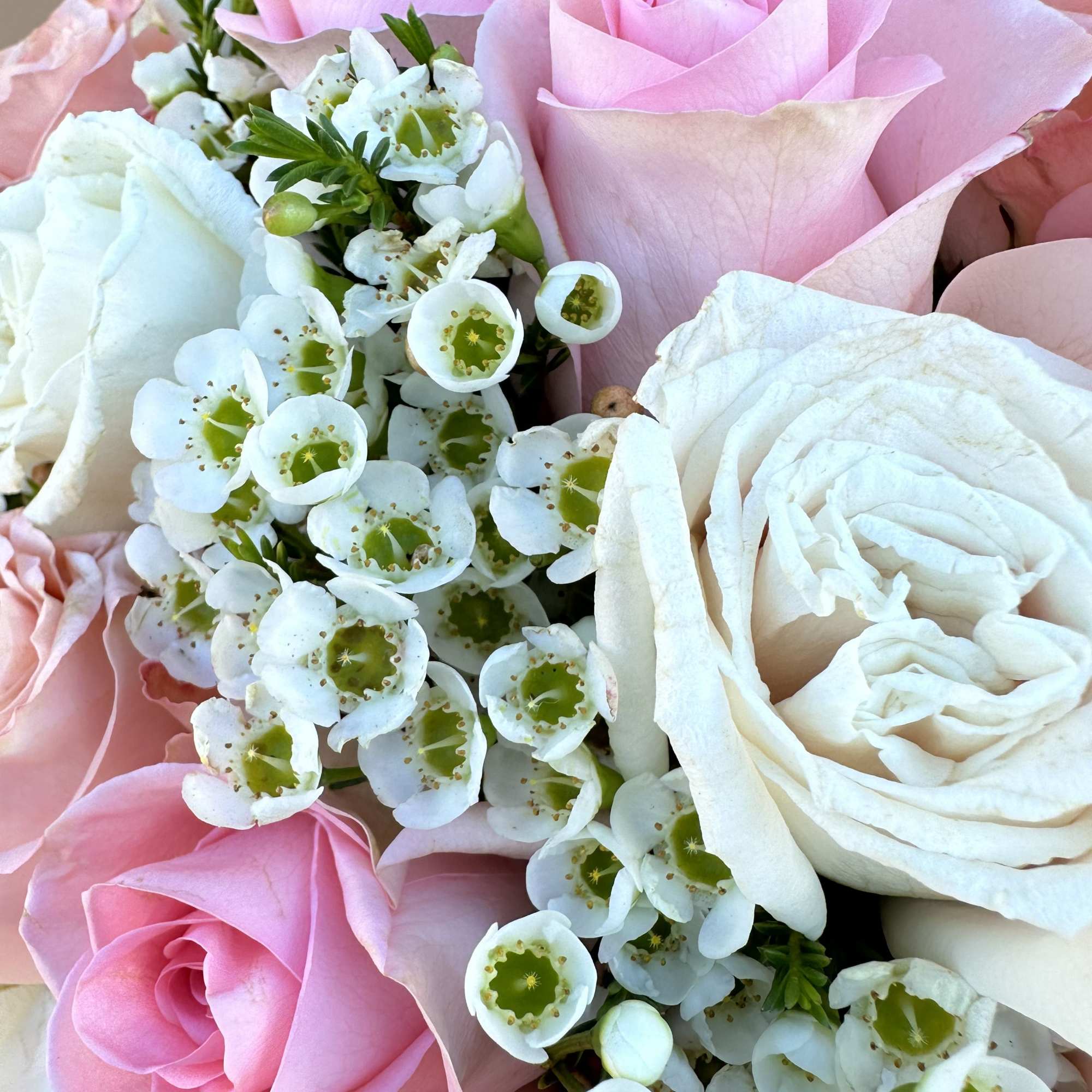 Pink and white roses with small white filler flowers