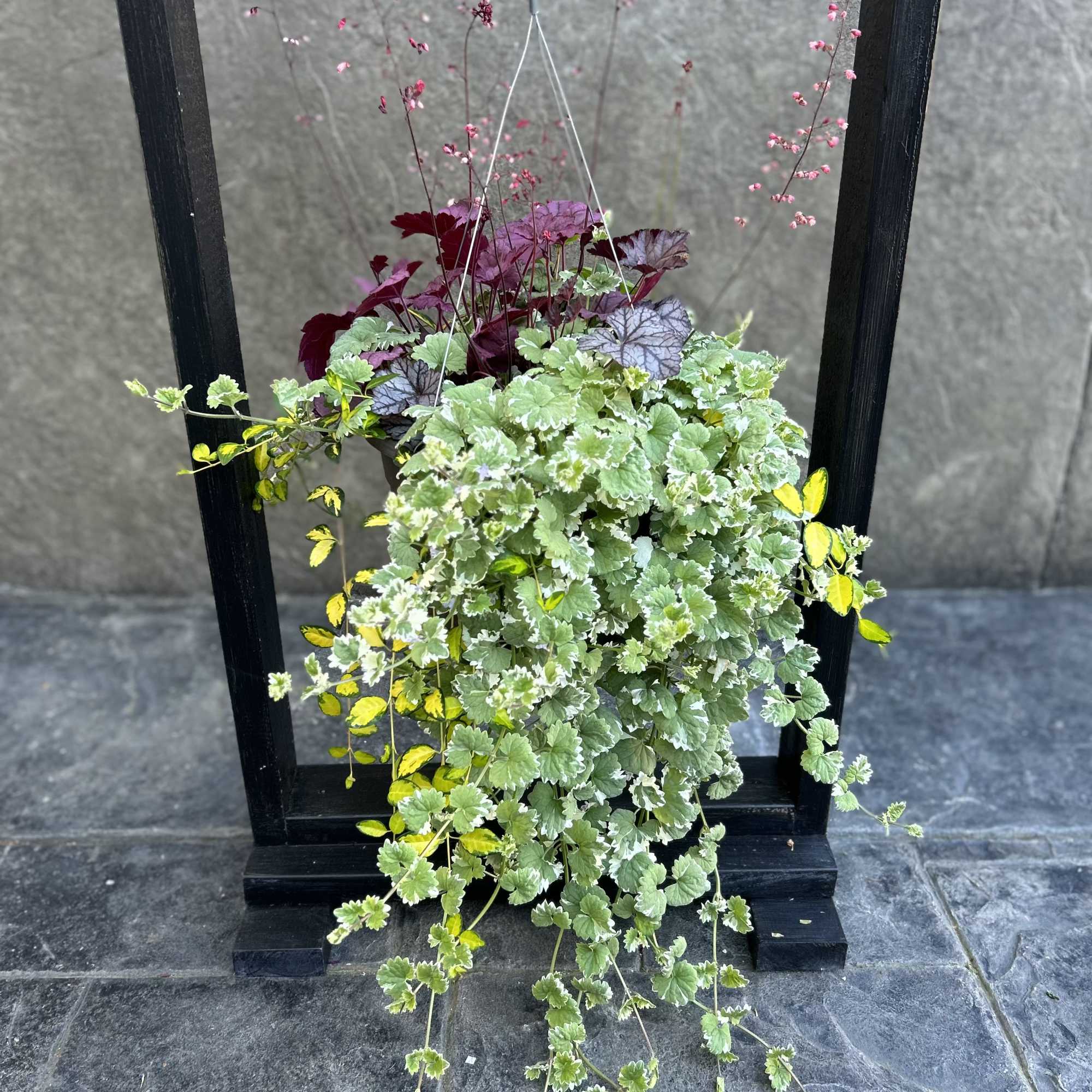 Hanging planter with trailing variegated foliage and pink stems in a black frame
