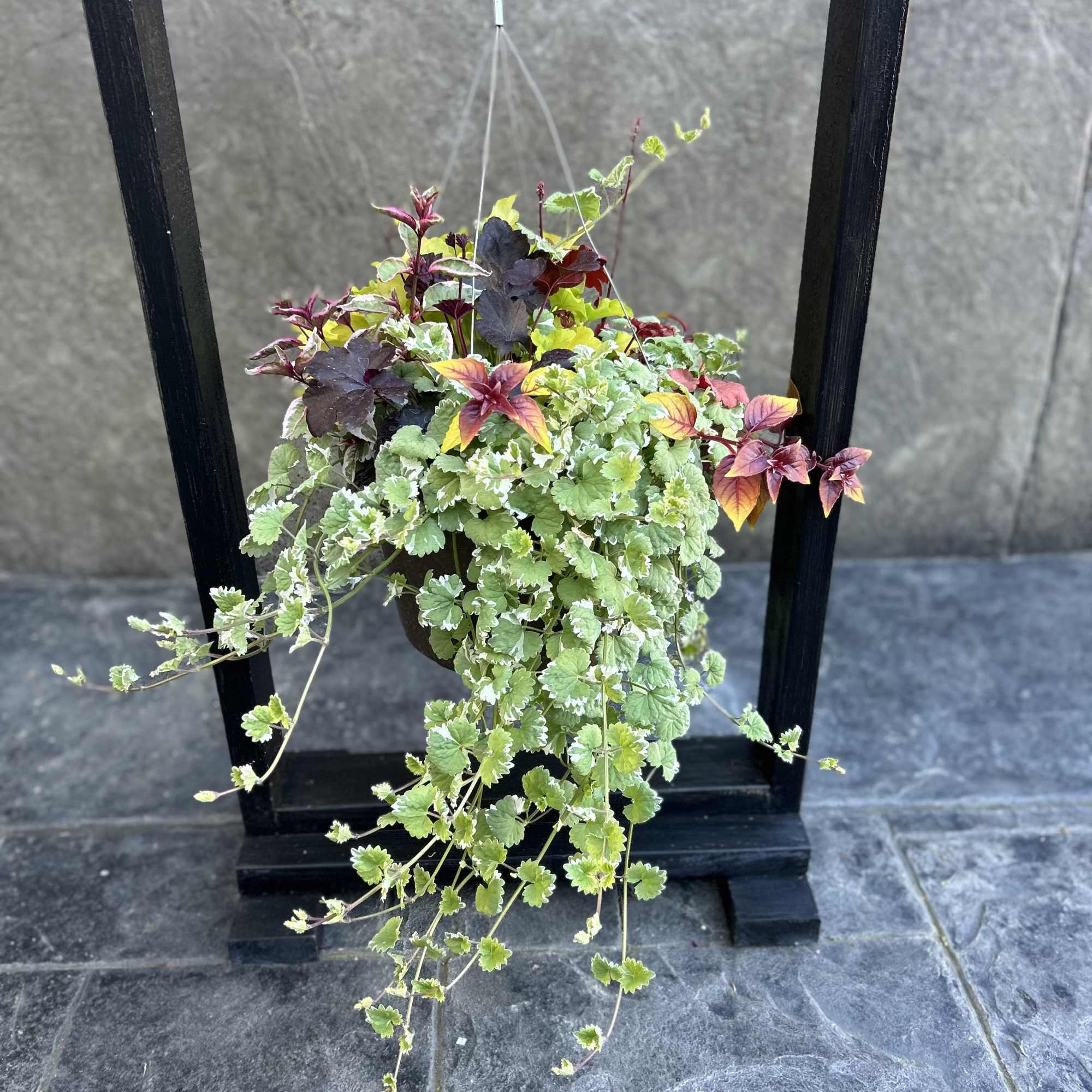 Hanging planter with trailing variegated foliage in green, burgundy, and yellow