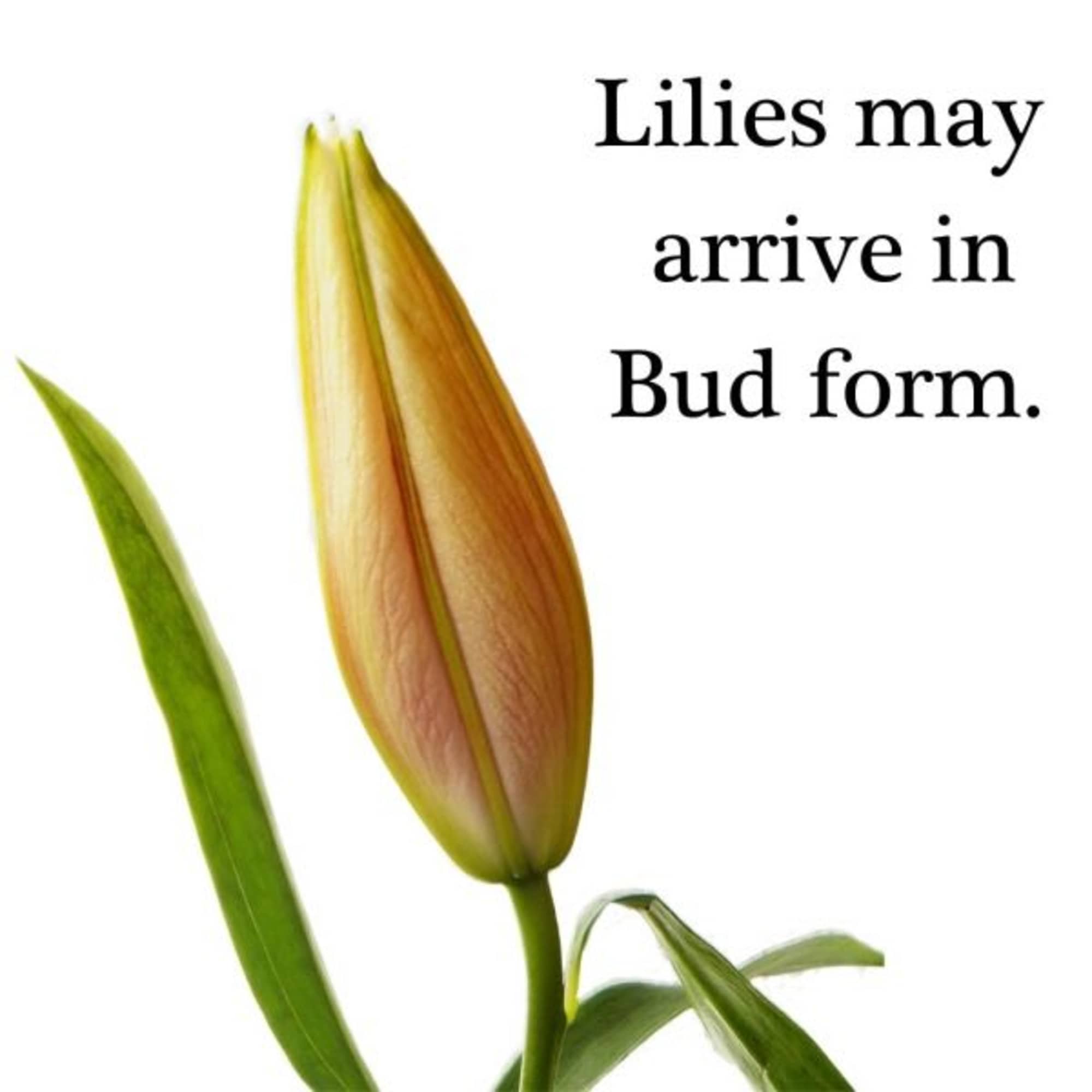 Single unopened lily bud with a green leaf and text on white background