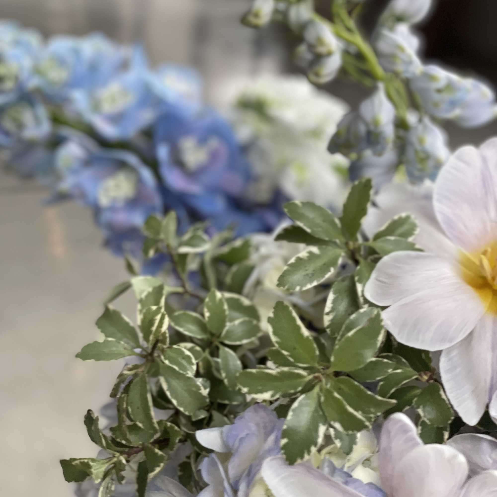 Pastel blue and white flowers with variegated green foliage