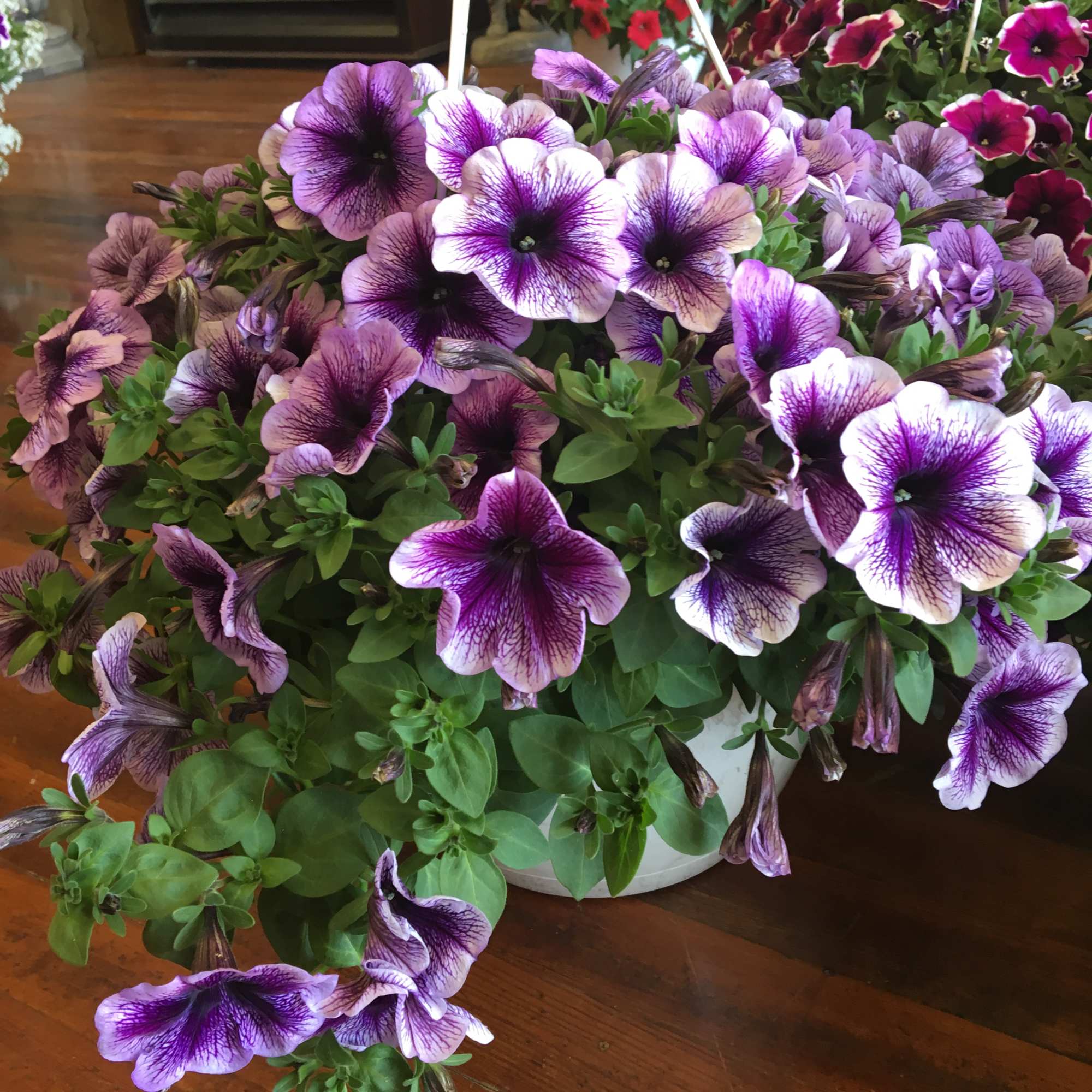 Purple-and-white petunias in a white pot on a wooden table