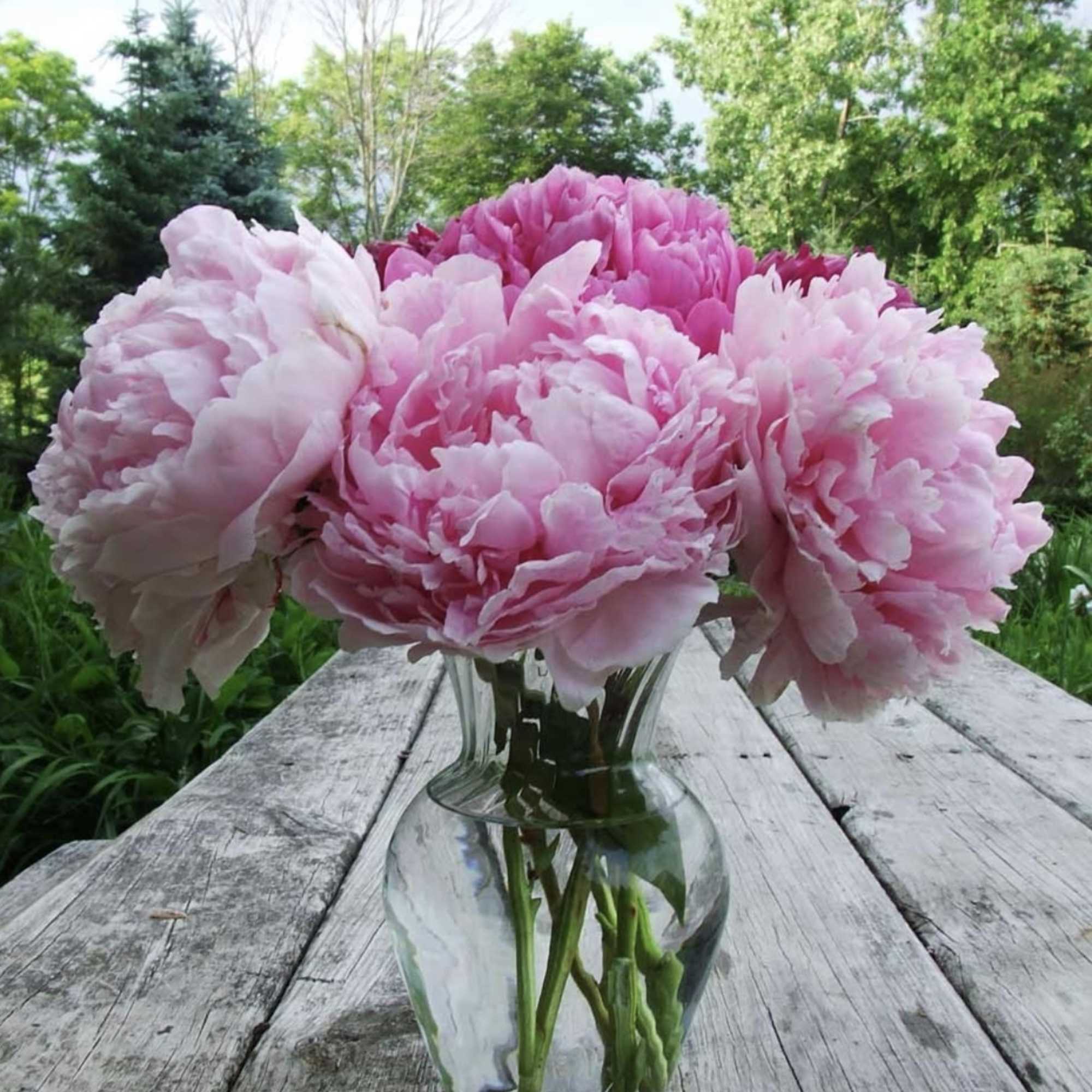 Pink peonies arranged in a clear glass vase on a wooden table