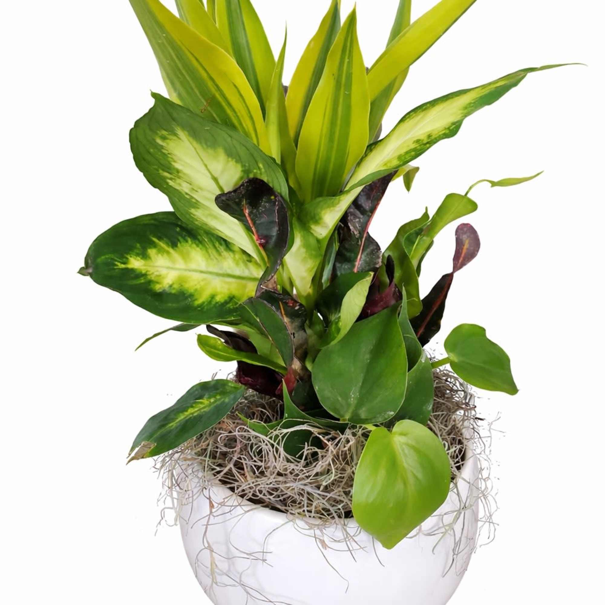 Plant Garden