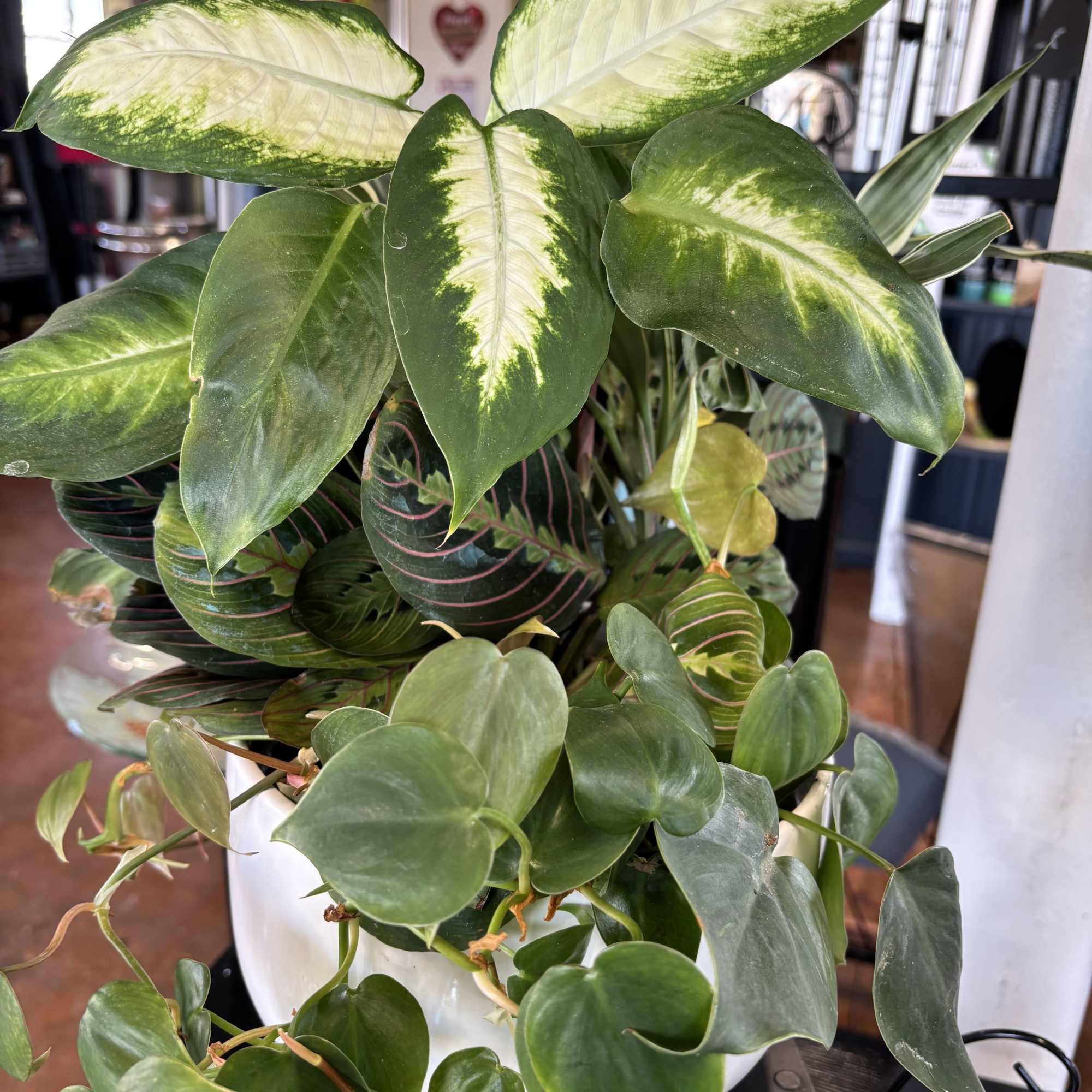 Plant Garden