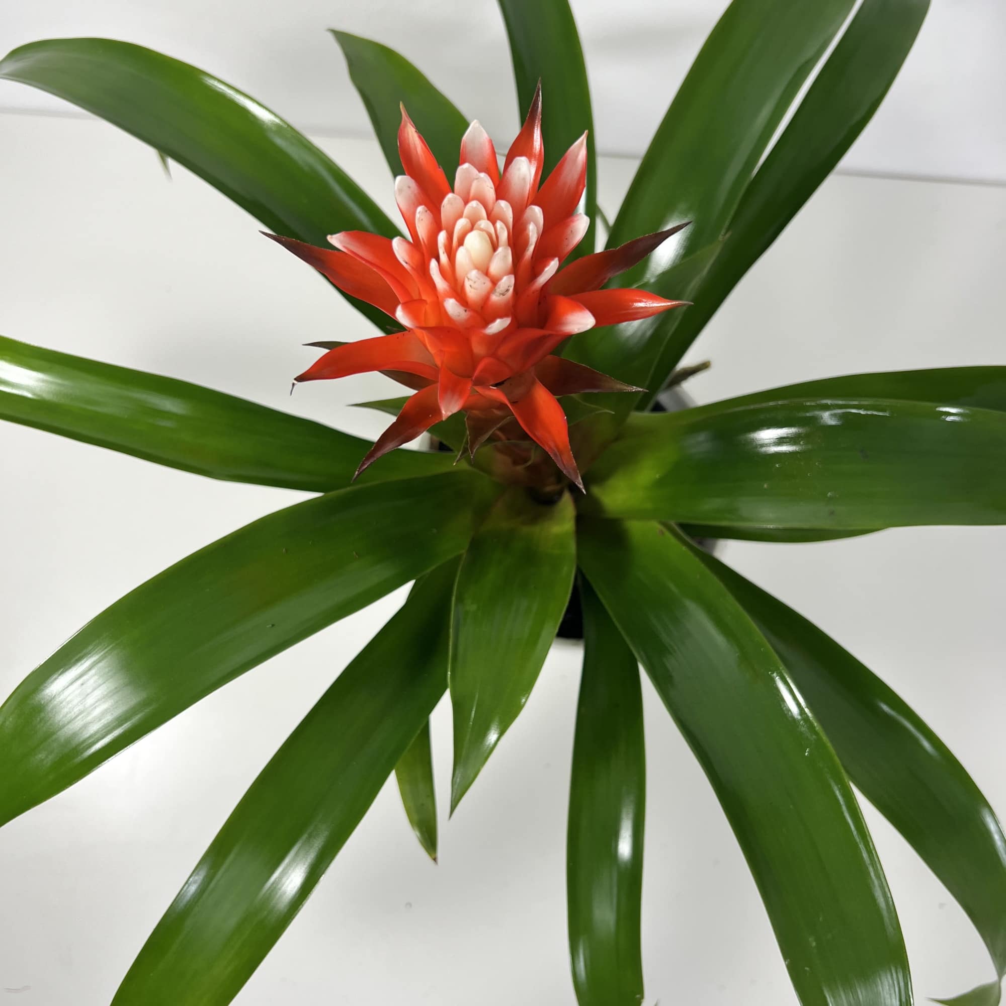 A sculptural potted bromeliad that brings immediate tropical drama to a room