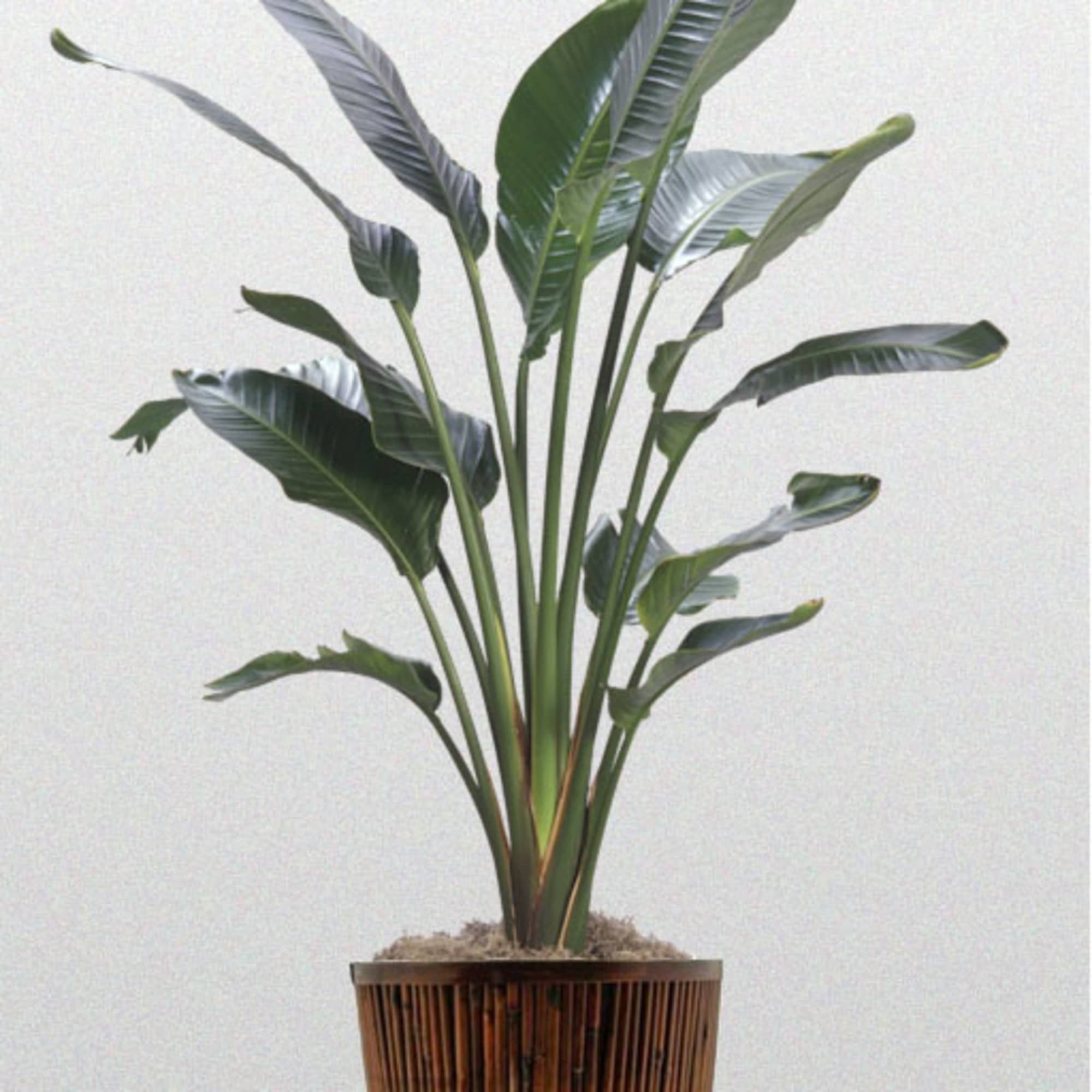 Tall green floor plant with large leaves in a brown bamboo pot
