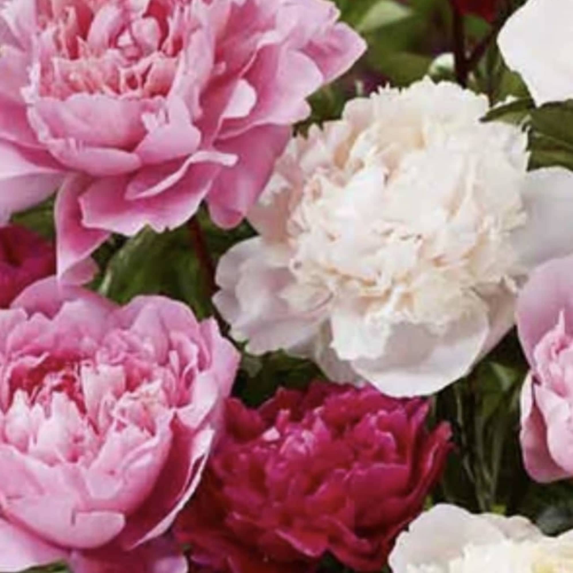 It's Peony Time!! We are so excited to get to offer Peonies
