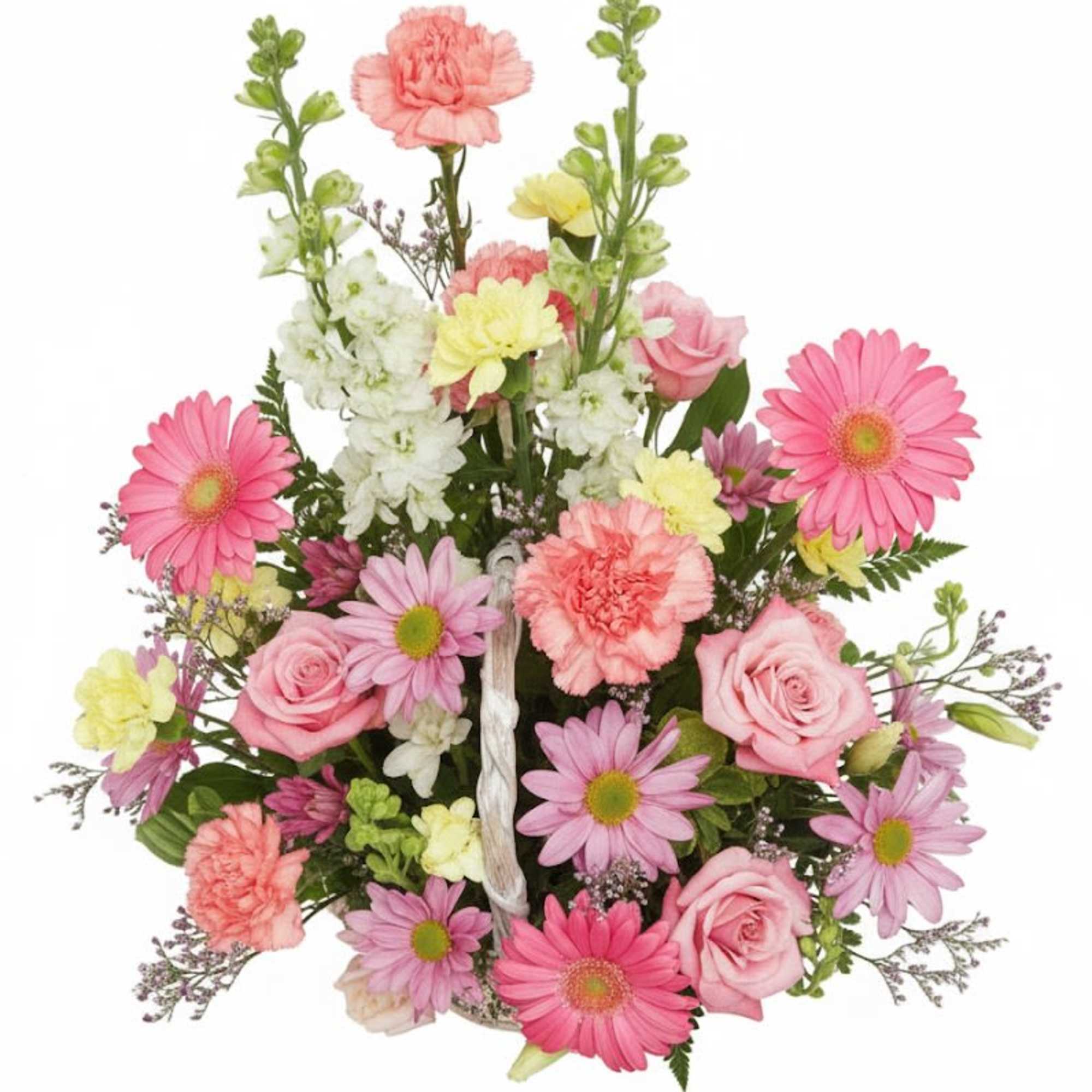  Pet Friendly?
No . Daisies, roses, carnations, and stock are generally low-risk