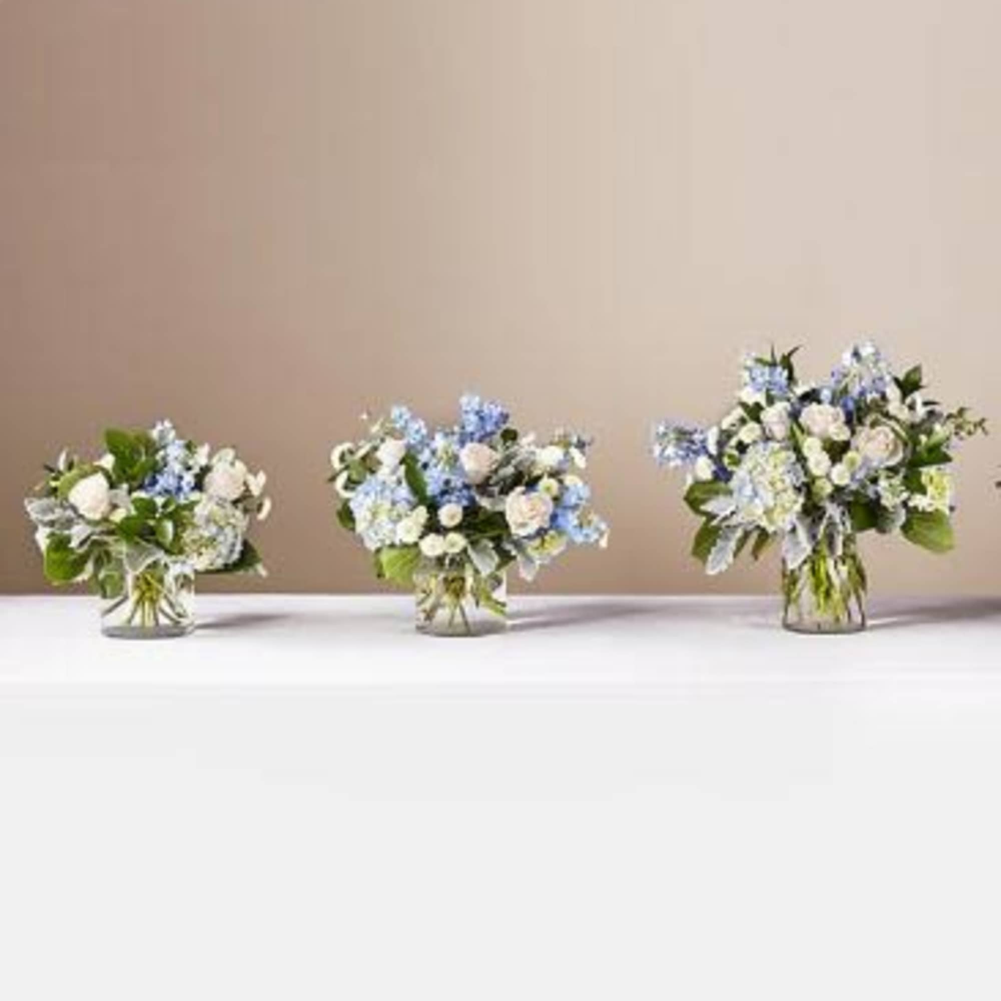  Pet Friendly?
No . Delphinium can be toxic to cats and dogs.