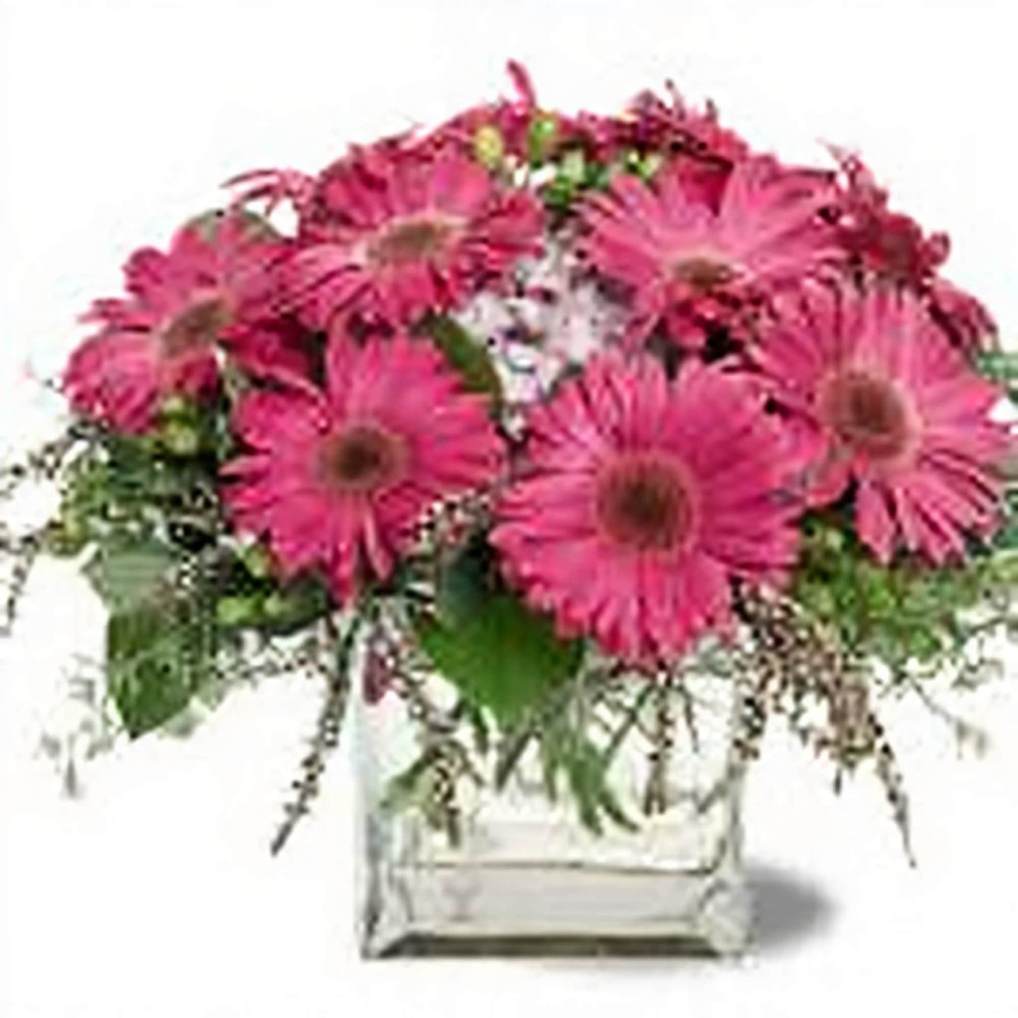  Pet Friendly?
No
While Gerbera Daisies are generally safe, this arrangement contains Eucalyptus