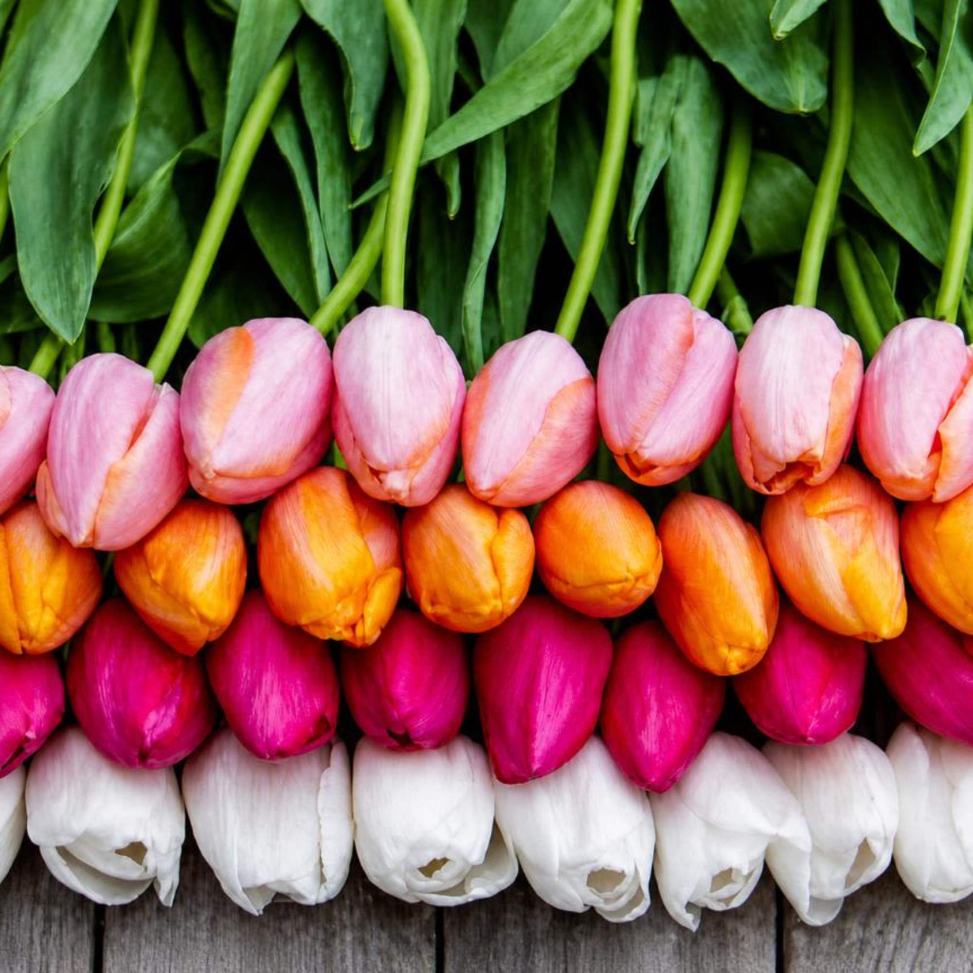 Our designers select the freshest tulips sure to bring a smile to