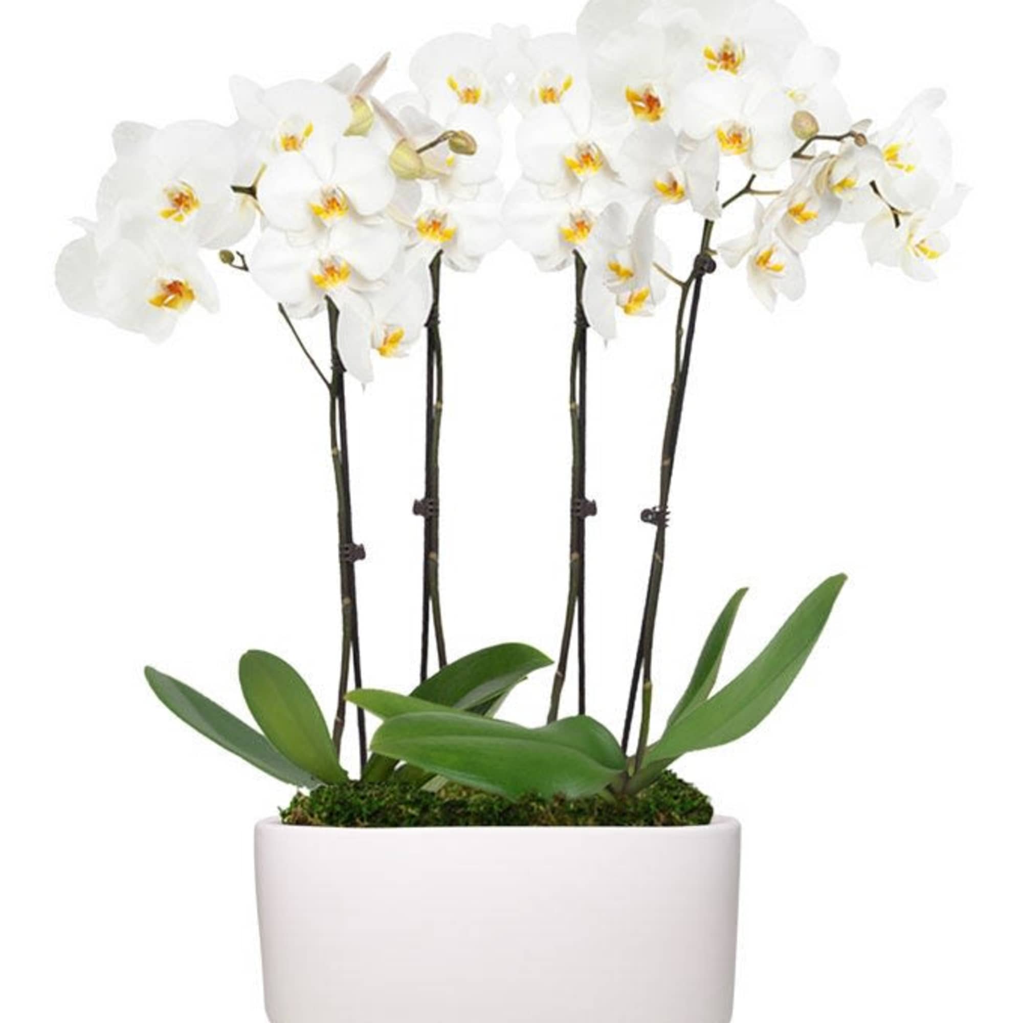 These pristine orchids truly stop the show and are sure to be