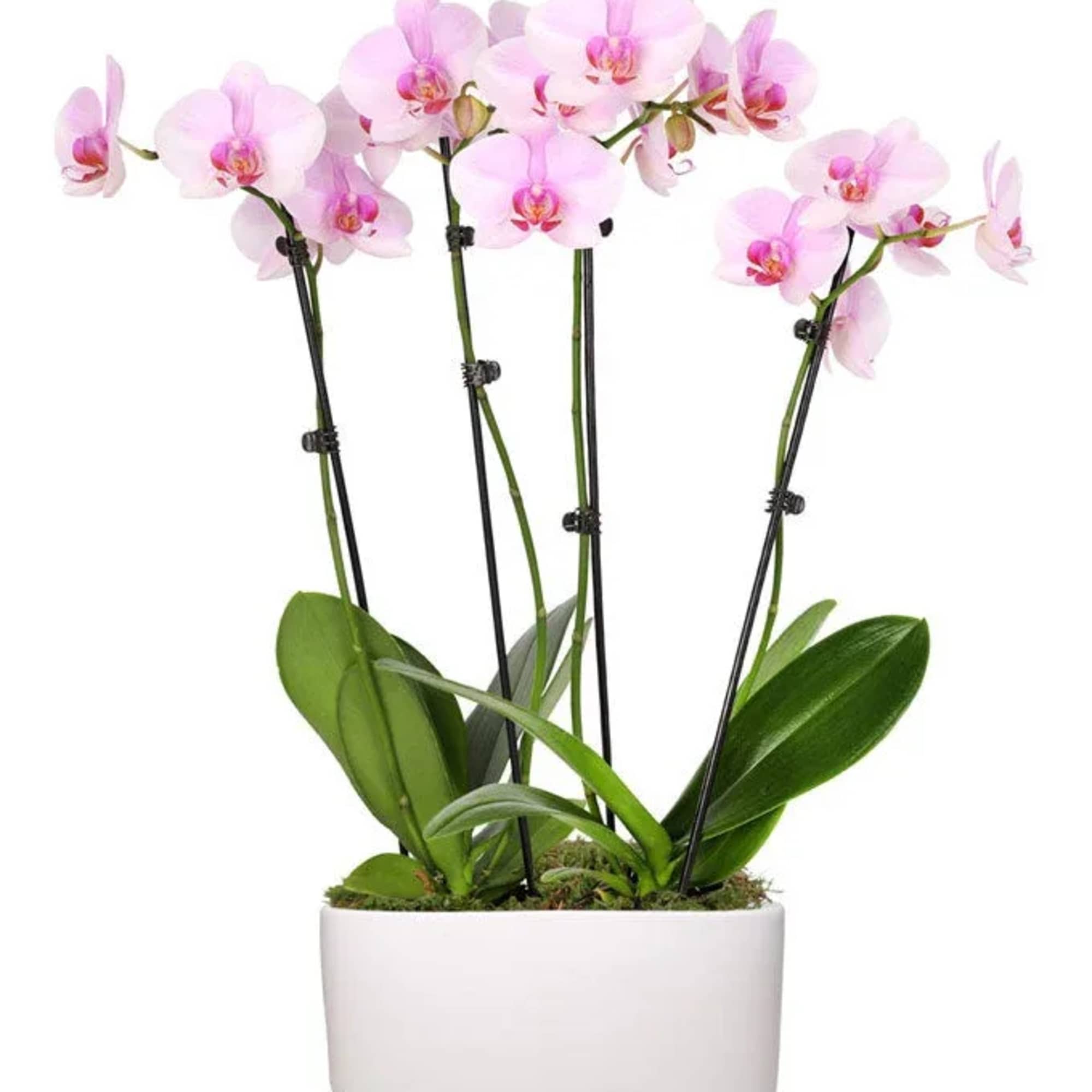 These pristine orchids truly stop the show and are sure to be