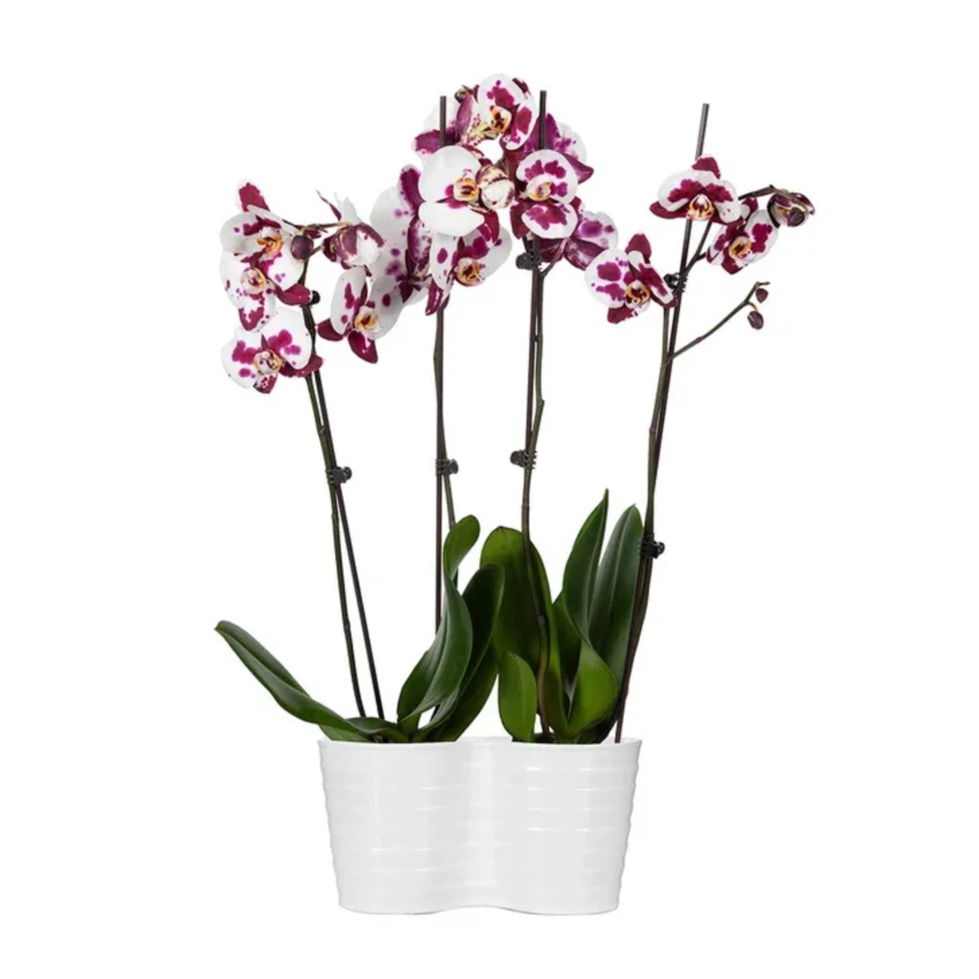 These pristine orchids truly stop the show and are sure to be