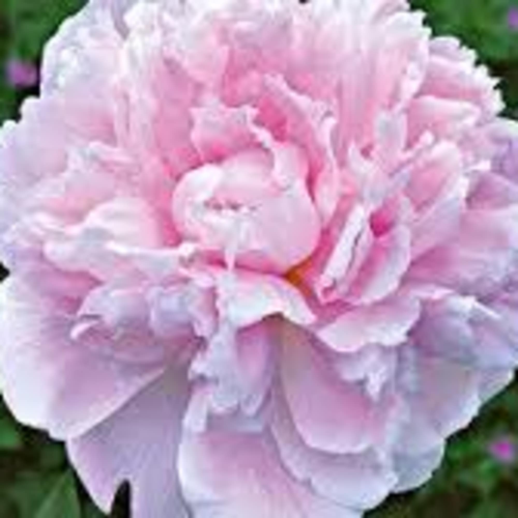 Close-up of a pale pink peony bloom