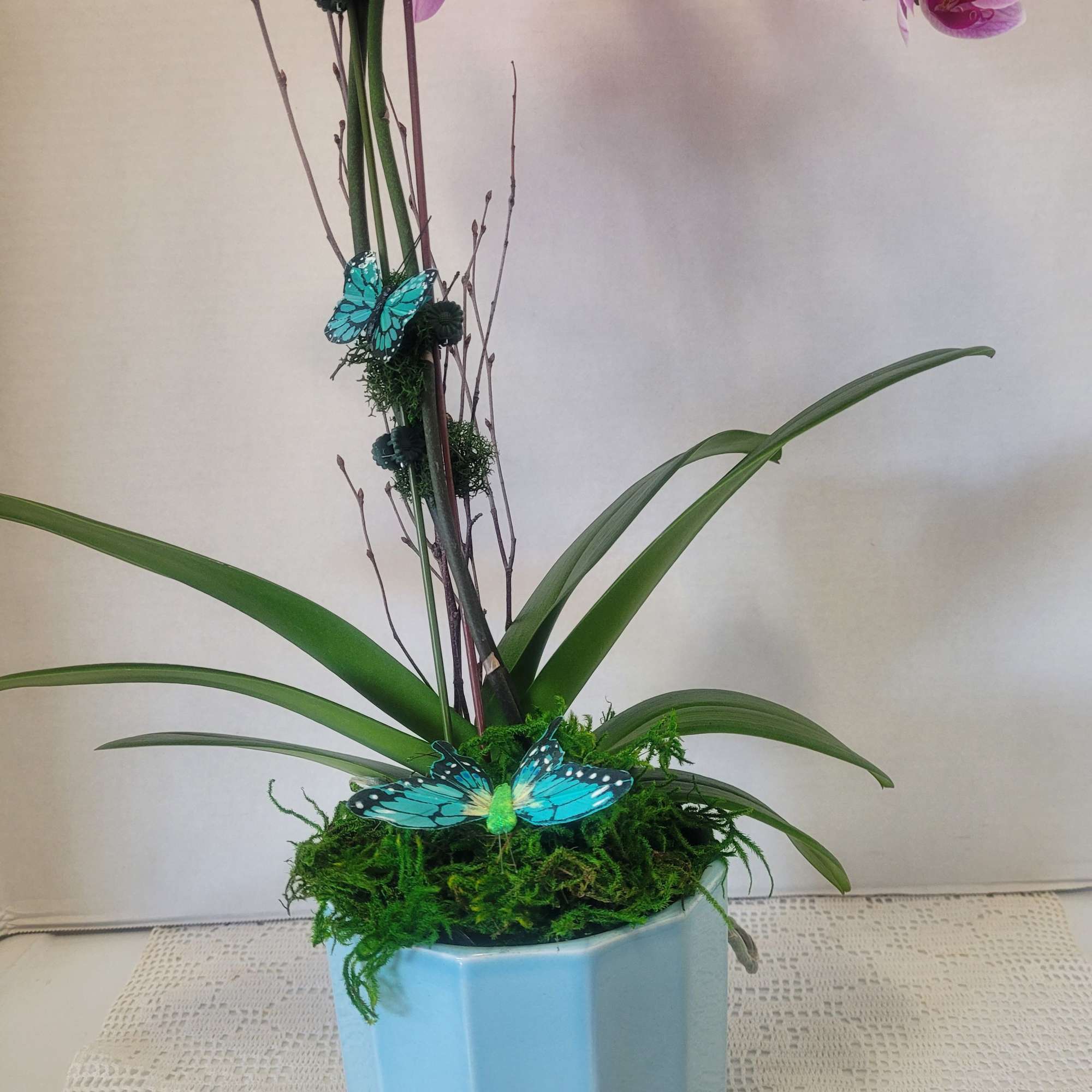 A beautiful cascading Phalaenopsis orchid featured in a decorative ceramic pot. Saucer