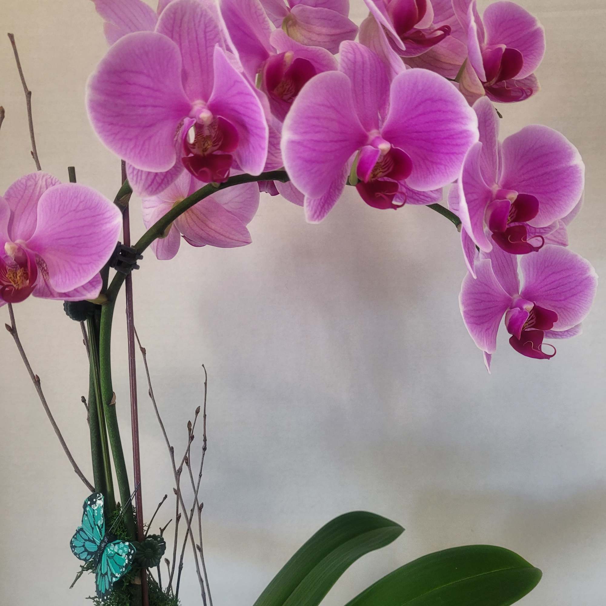 A beautiful cascading Phalaenopsis orchid featured in a decorative ceramic pot. Saucer